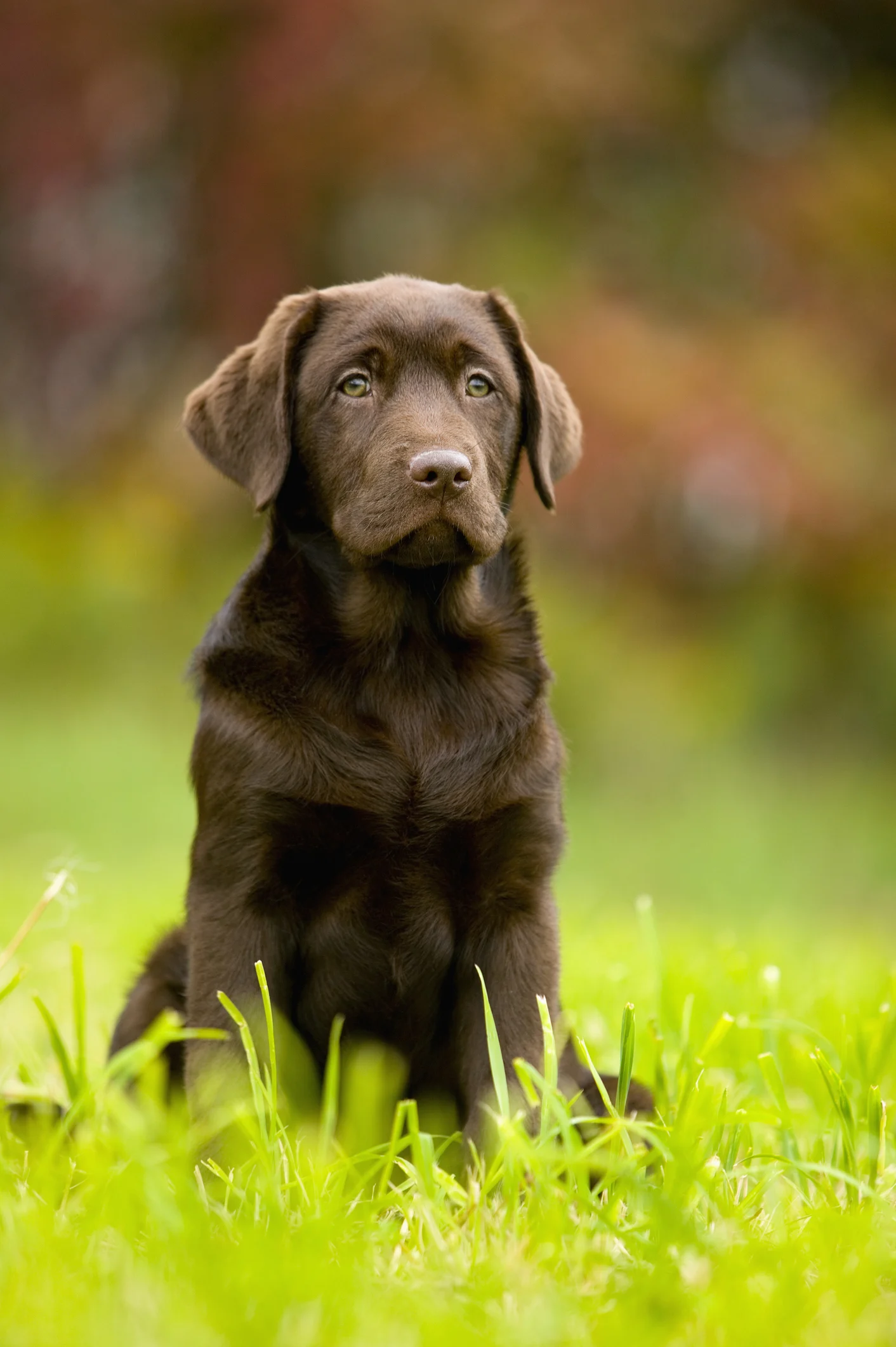 Los perros aprenden a controlar sus impulsos como los niños