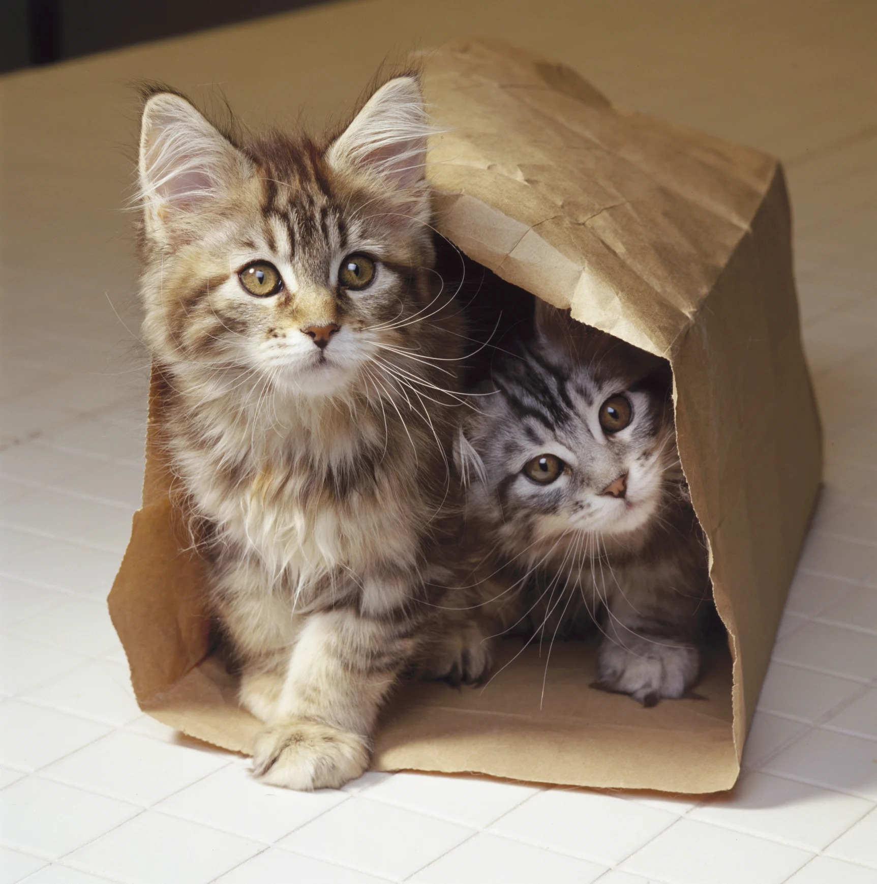 Como fazer uma casinha para o seu gato sem gastar muito dinheiro