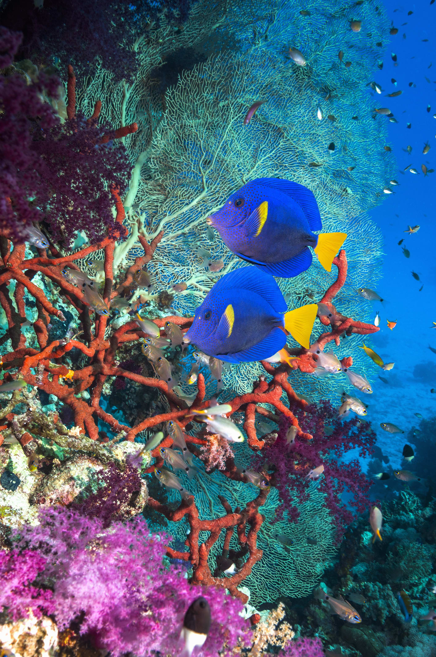 สวยใสบาดใจ 