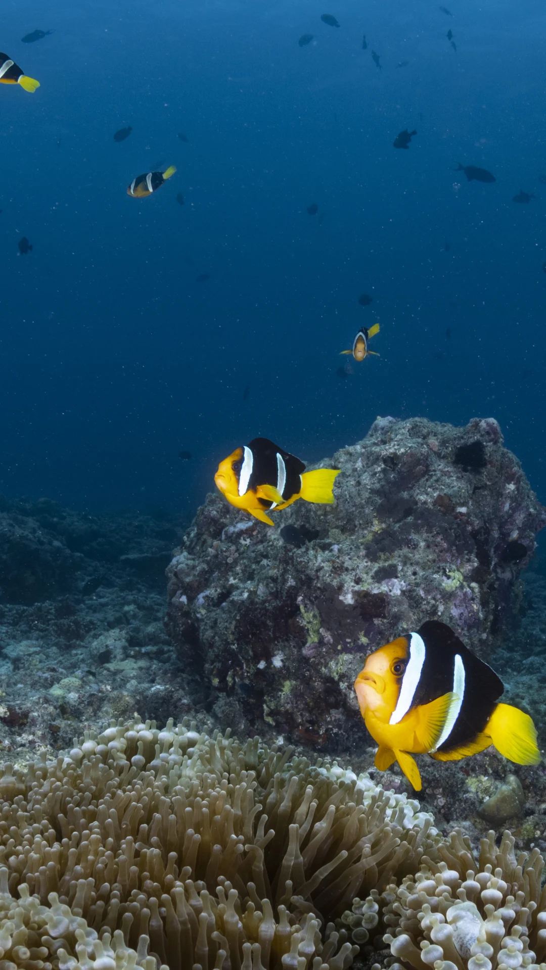 'The best people to save the Maldives' coral reefs are locals like me'