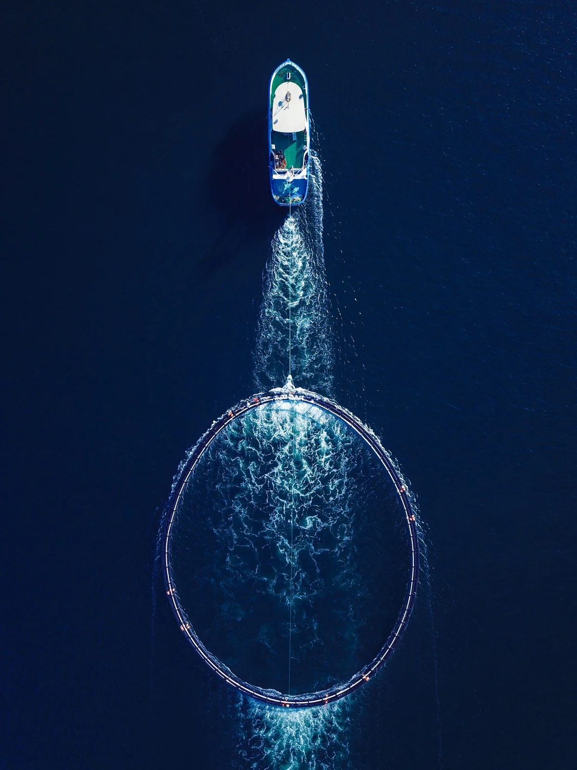 Una luce per i salmoni: così insieme all'ozono i raggi rendono sostenibili gli allevamenti