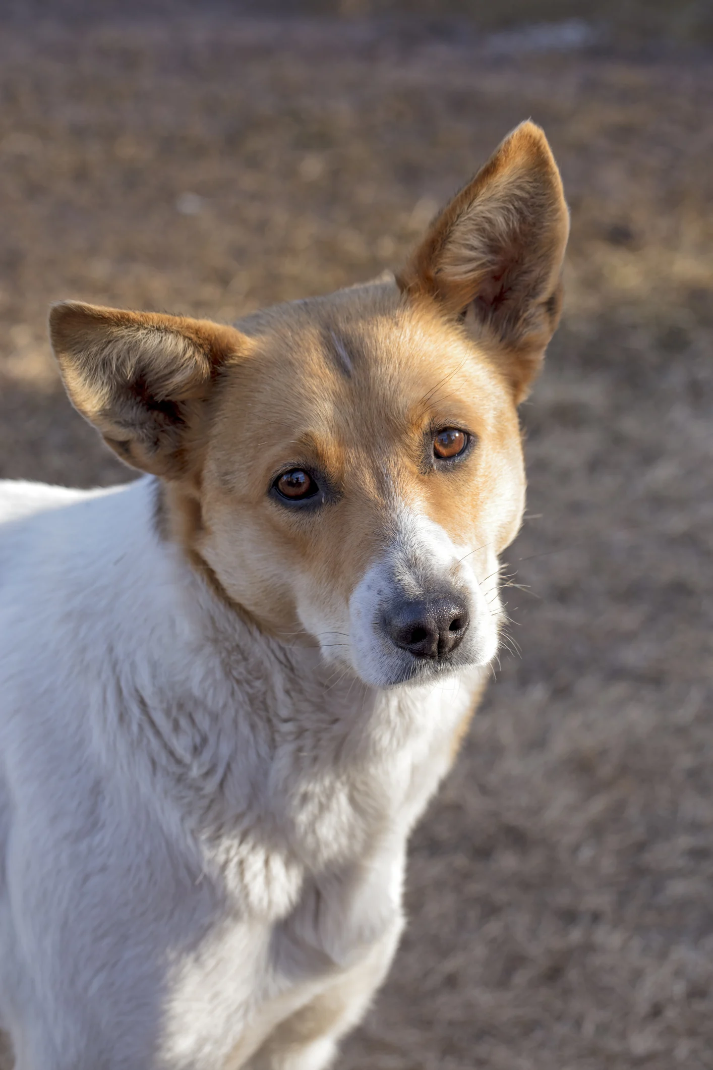 Voici les 6 signes qui montrent que votre chien est malheureux