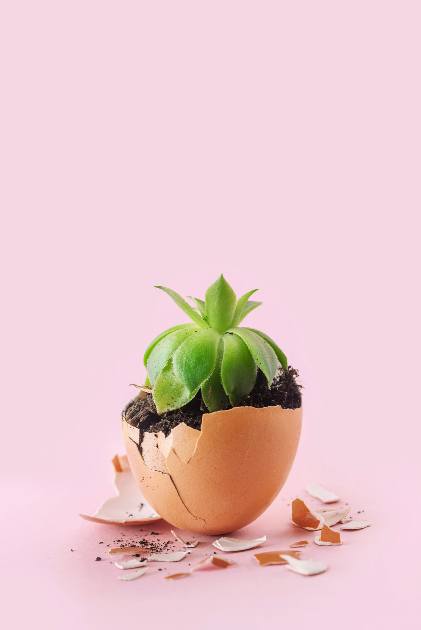 ¿Para qué sirven las cáscaras de huevo en las plantas?, te contamos a detalles