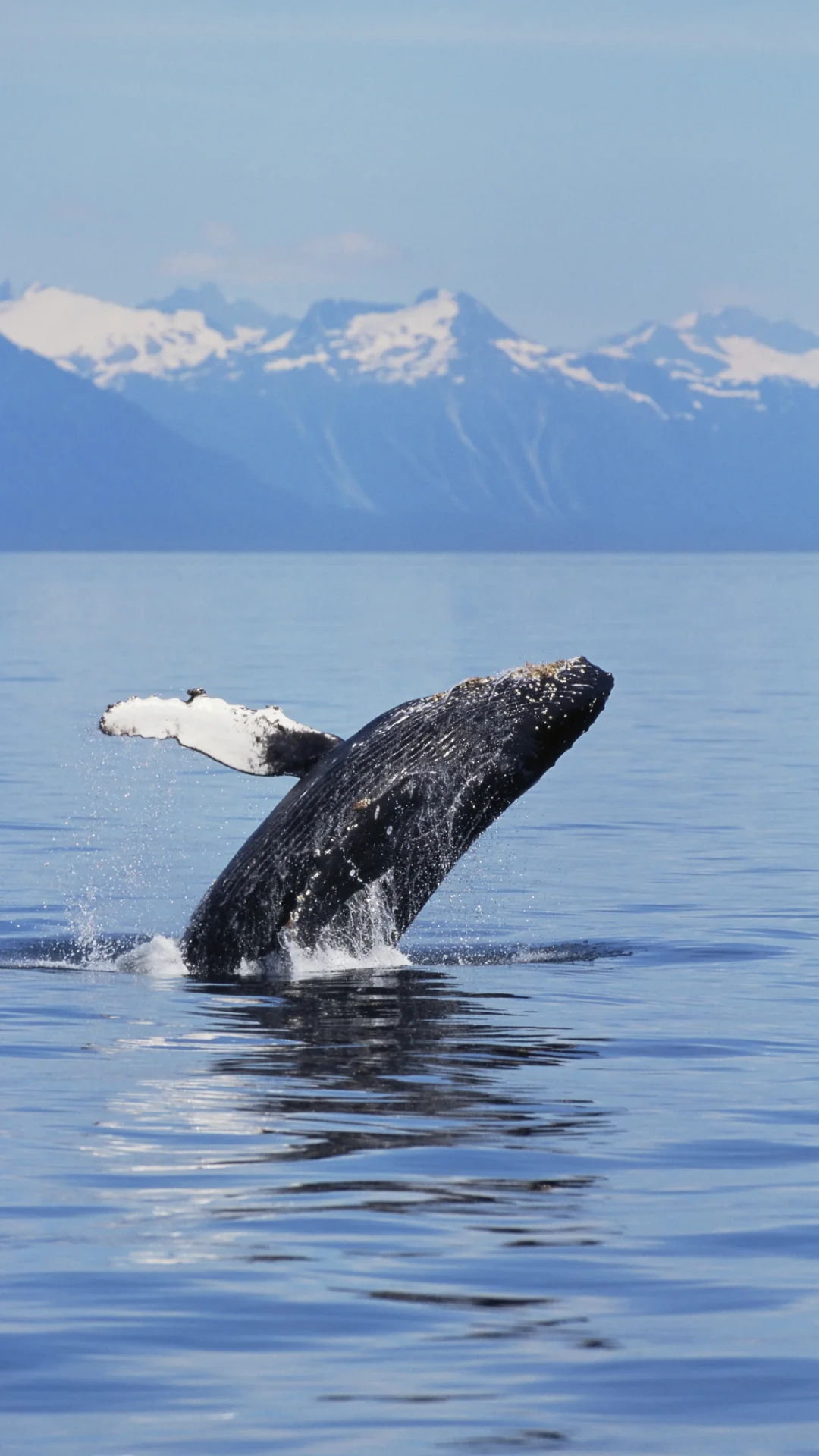 圧巻の映像！ザトウクジラの巨大な群れが集団で食事