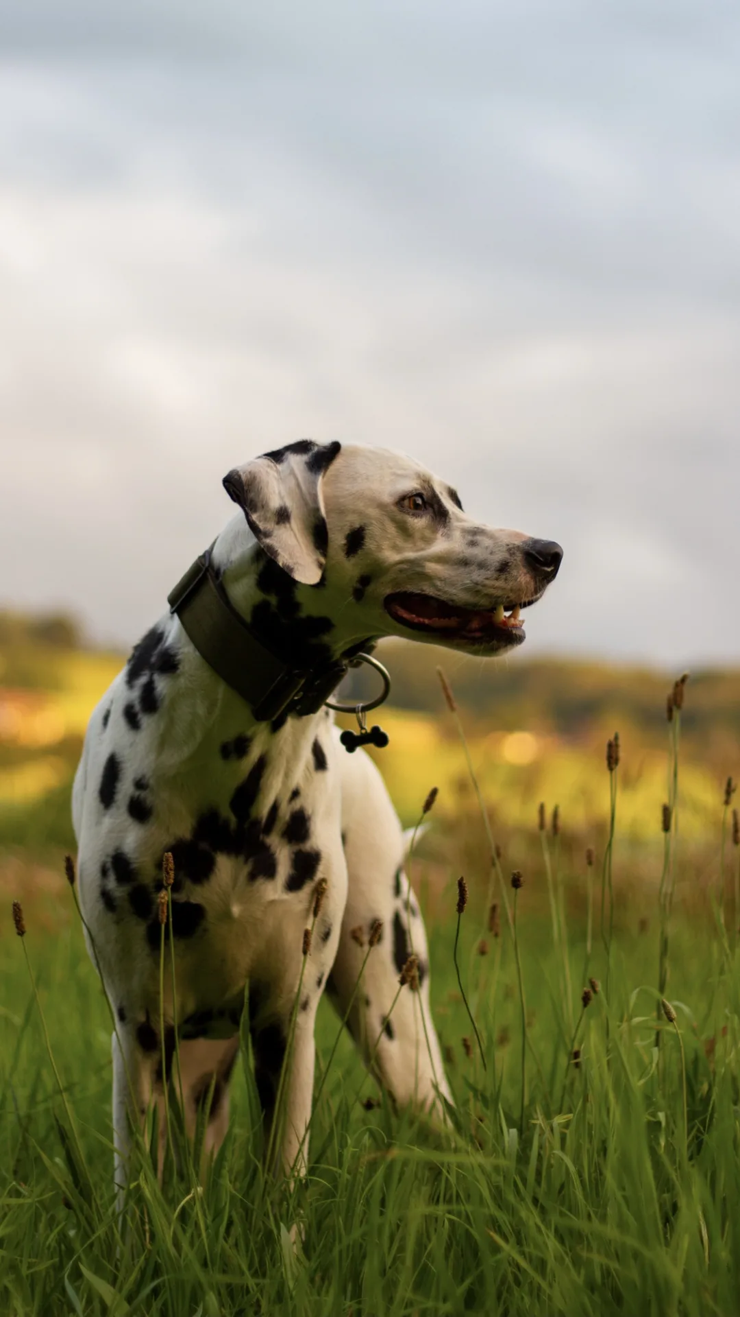 Fuertes y cariñosos, algunas características de los perros dálmata