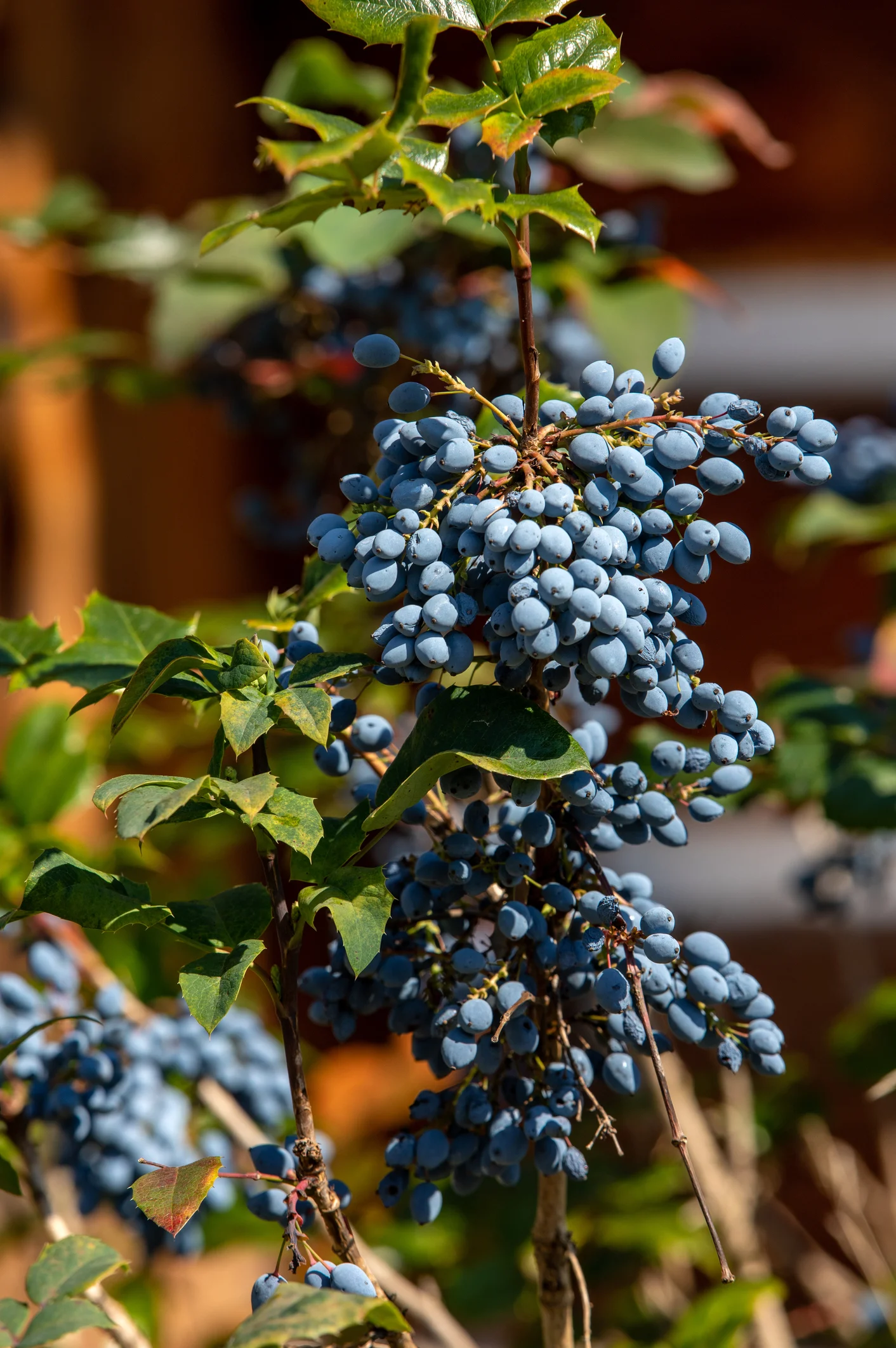 Haskap Berries Can Help You Run Faster and for Longer, Study Finds