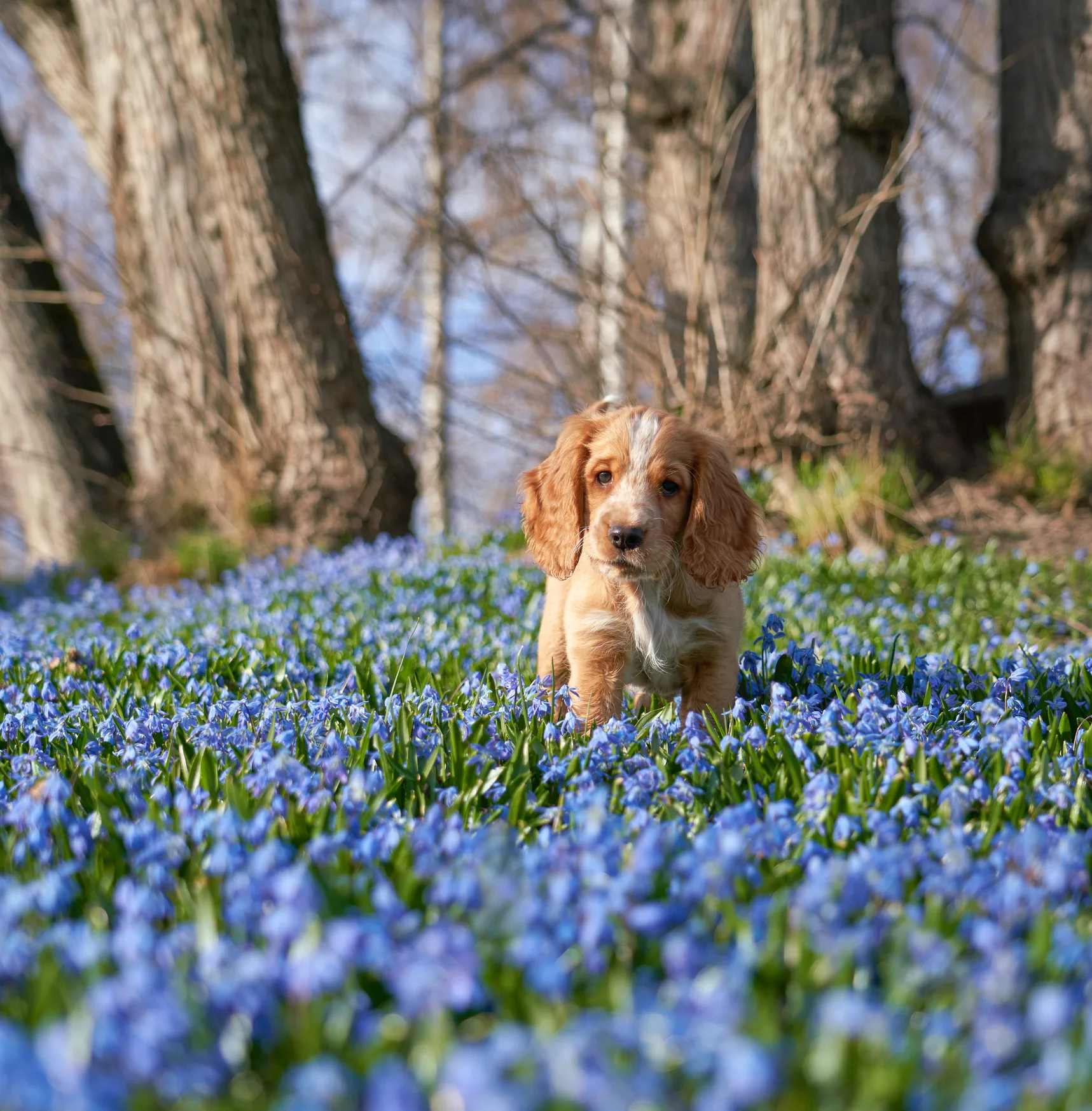 How to stop your puppy from chewing on your stuff