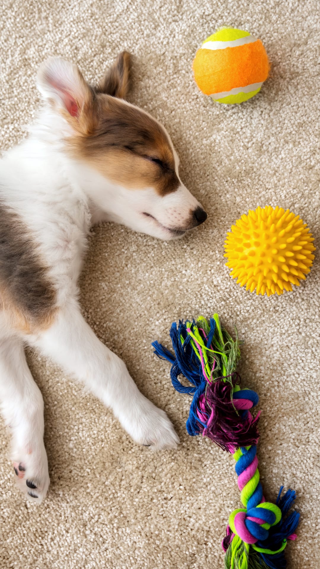 Dogs can 'effortlessly' learn names of their toys, study finds