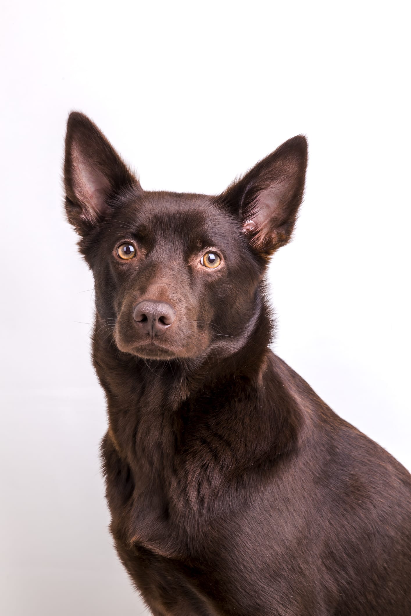 Estas son las 3 razas de perros más raras del mundo