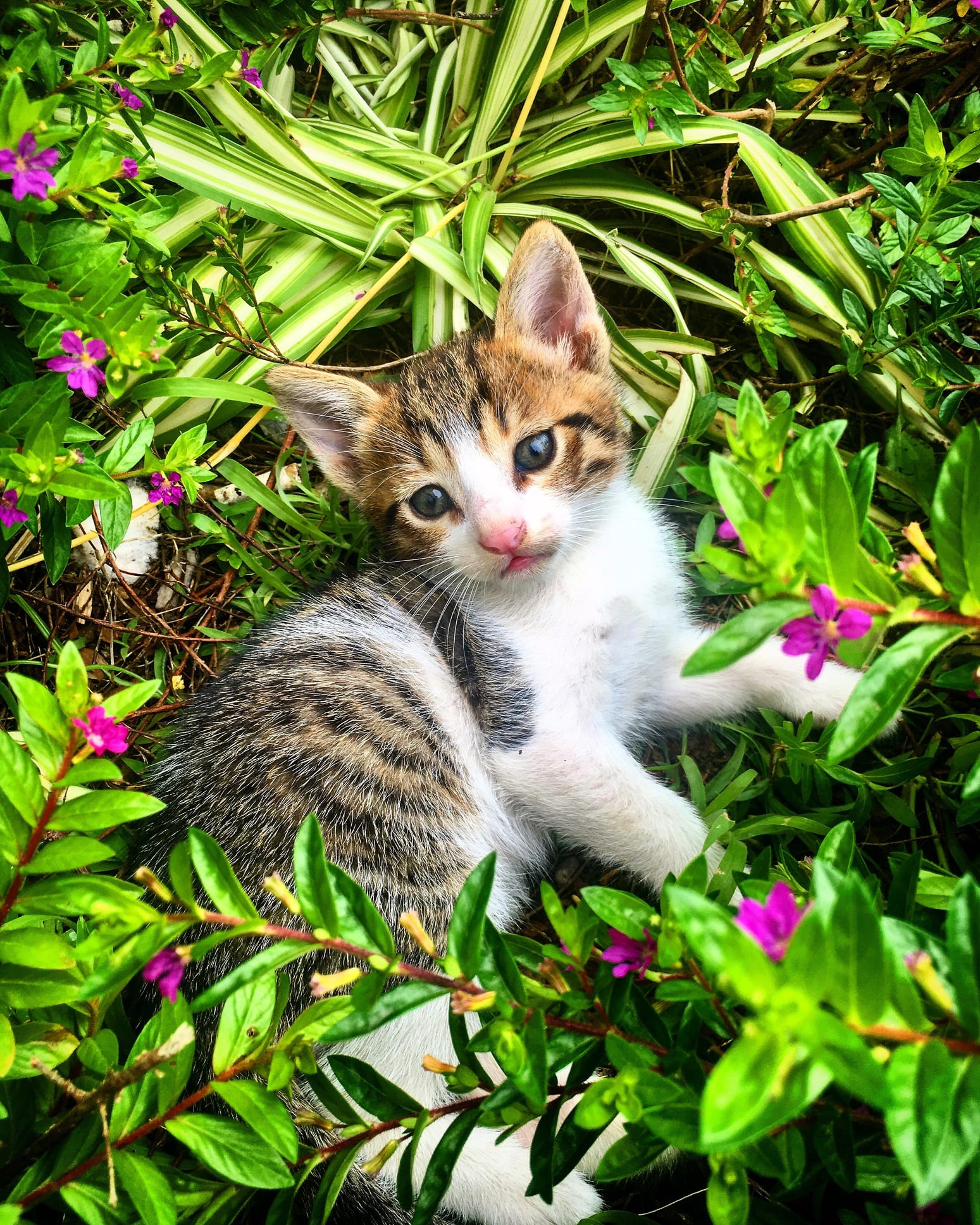“ネコの宿命”腎臓病研究の宮崎徹教授が手がけた「予防」のための猫フード