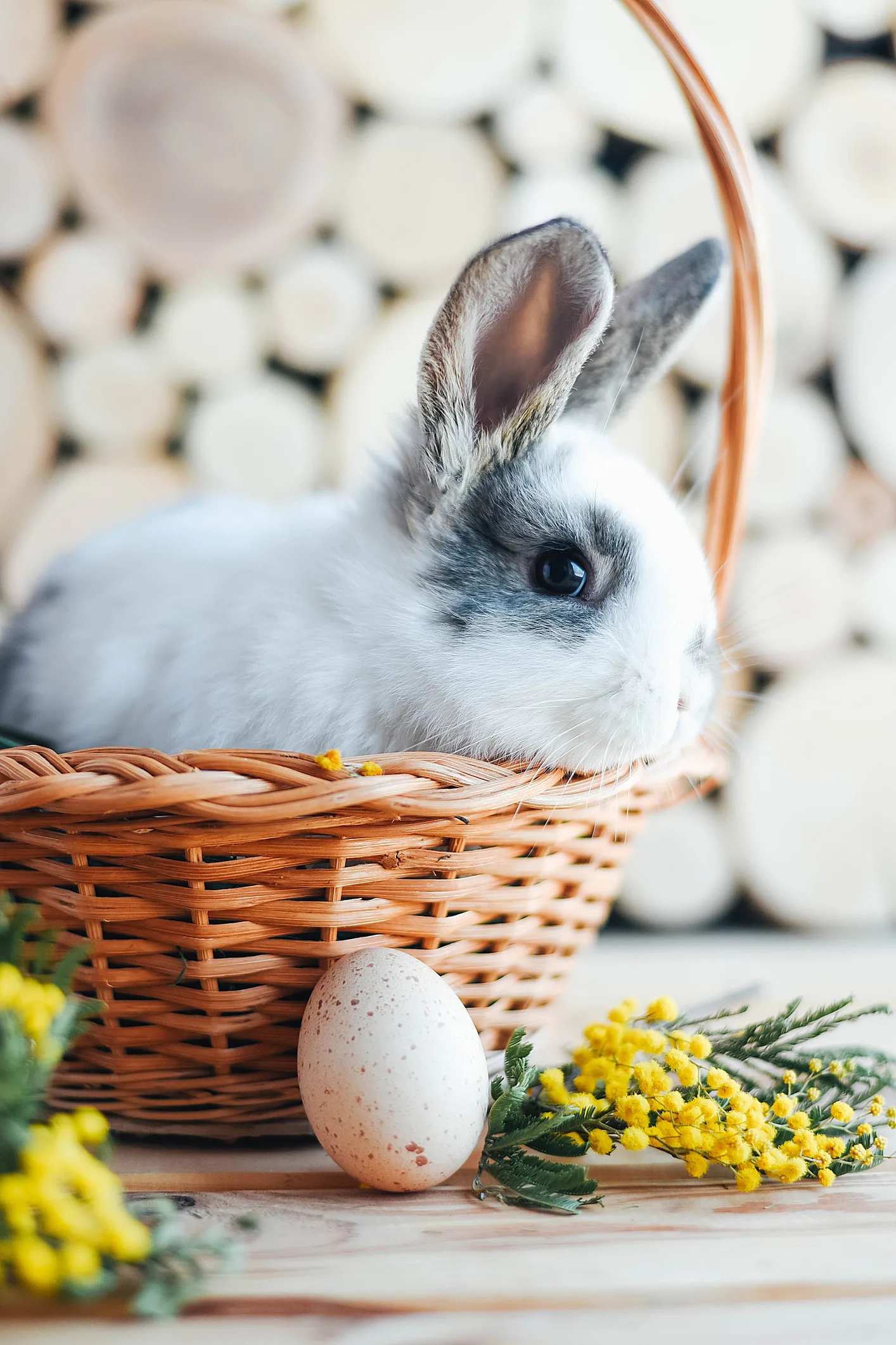 Giant bunny loses in California salad-eating contest