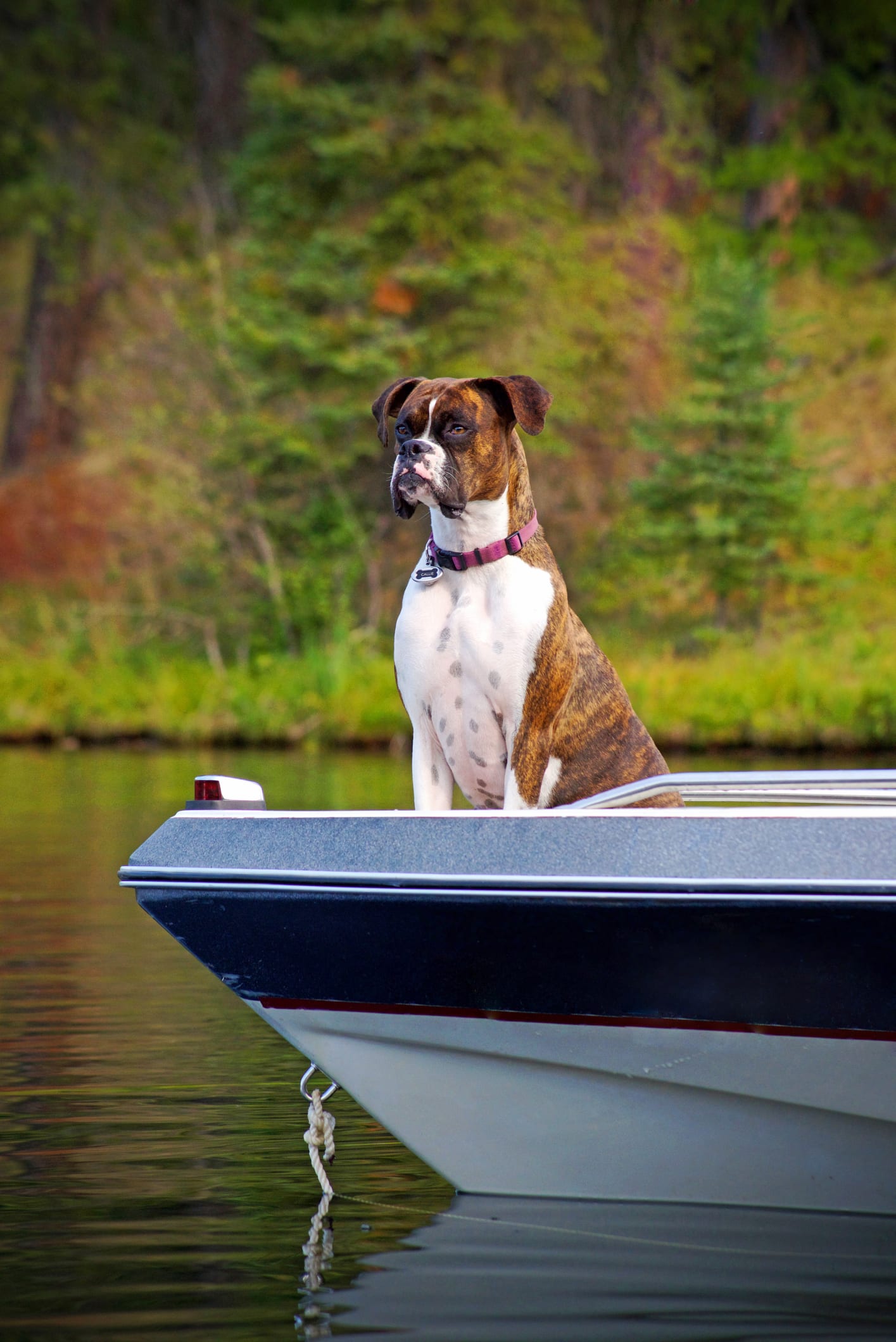Portare il cane in barca: tutto ciò che devi fare per farlo sentire a suo agio