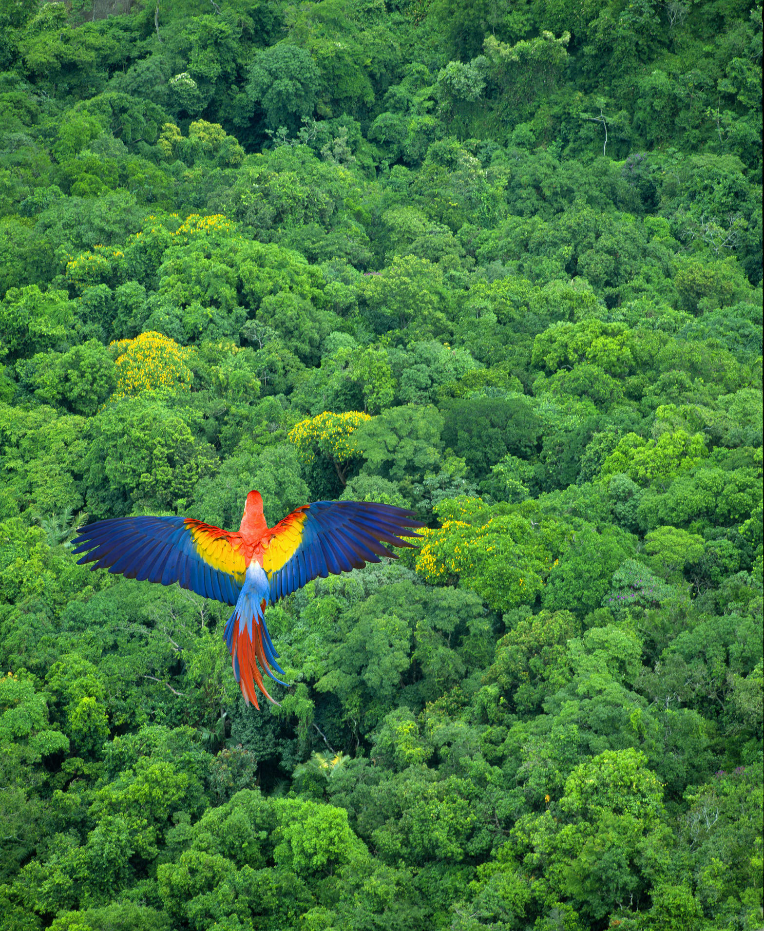 The World Has Been Losing 10 Soccer Fields of Tropical Forest Per Minute