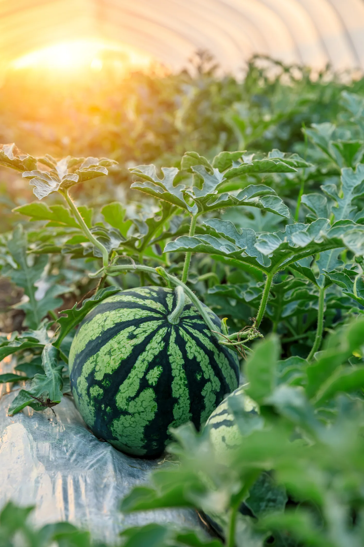 Коли садити кавун і диню: терміни і поради для гарного врожаю