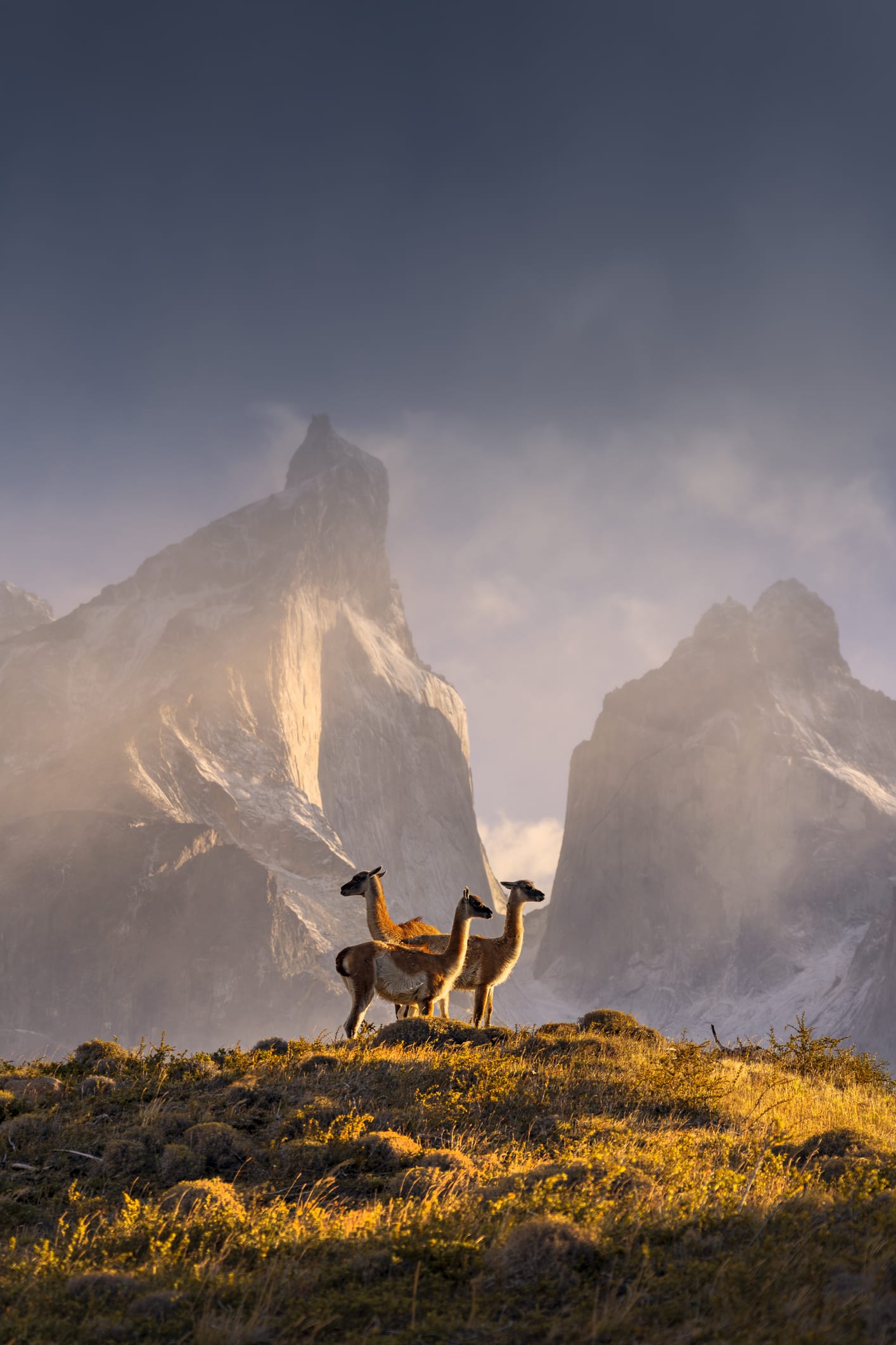 5 winning wildlife photos that are truly stunning