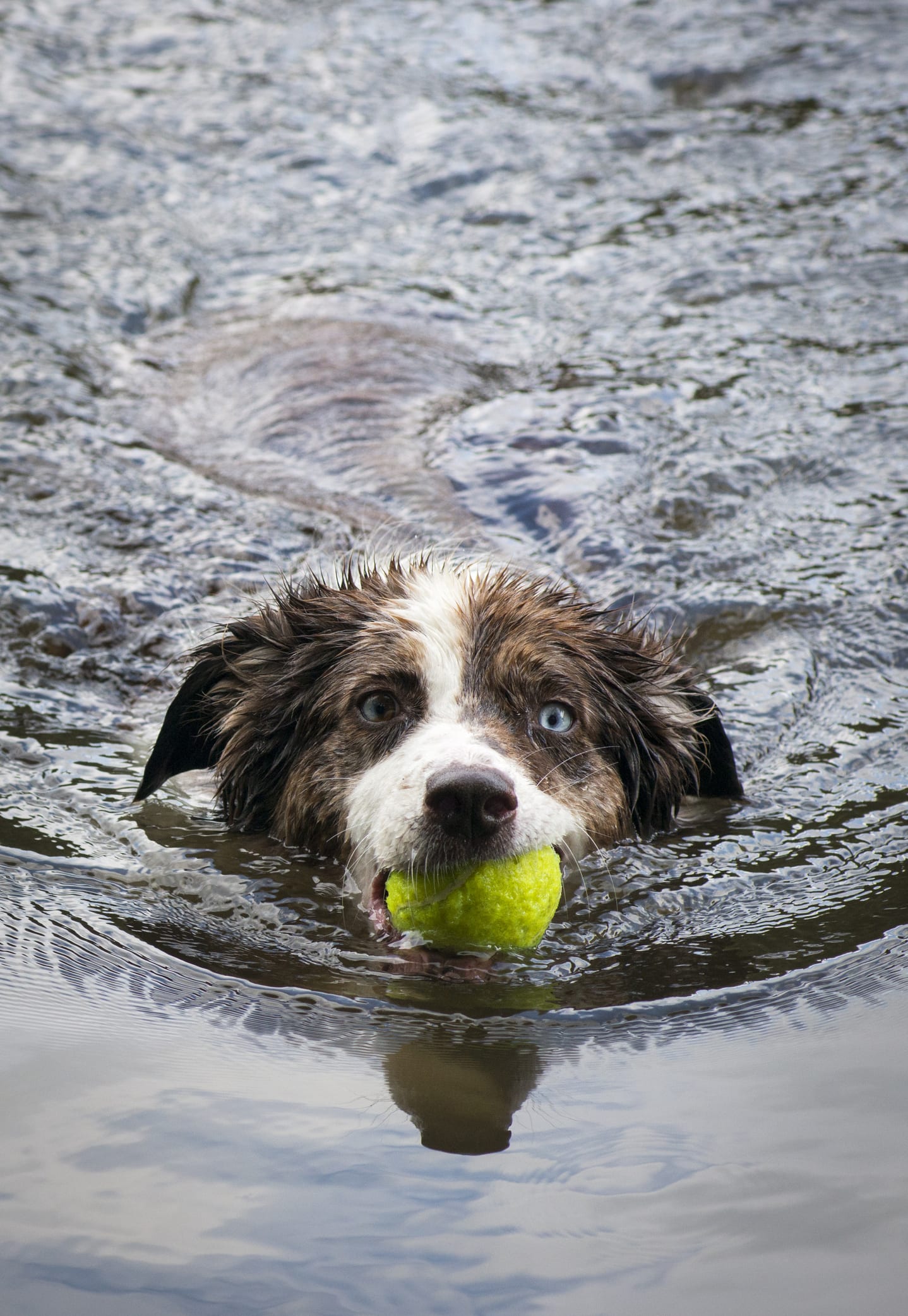 Sono perfetti per divertirsi in estate: tutti i giochi acquatici adatti a fido