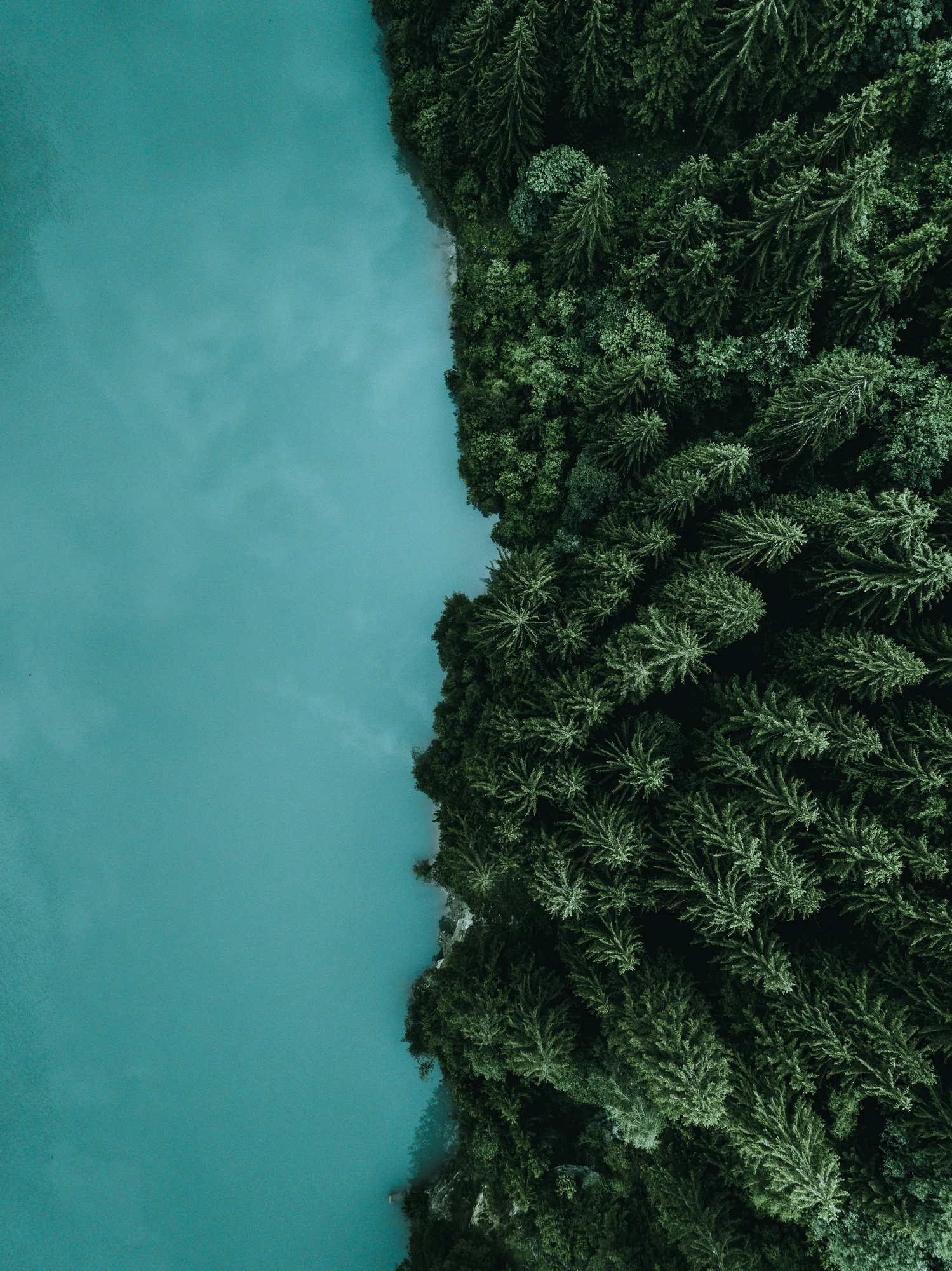 La marcia verde della Cina per le emissioni zero: una foresta grande come il Belgio