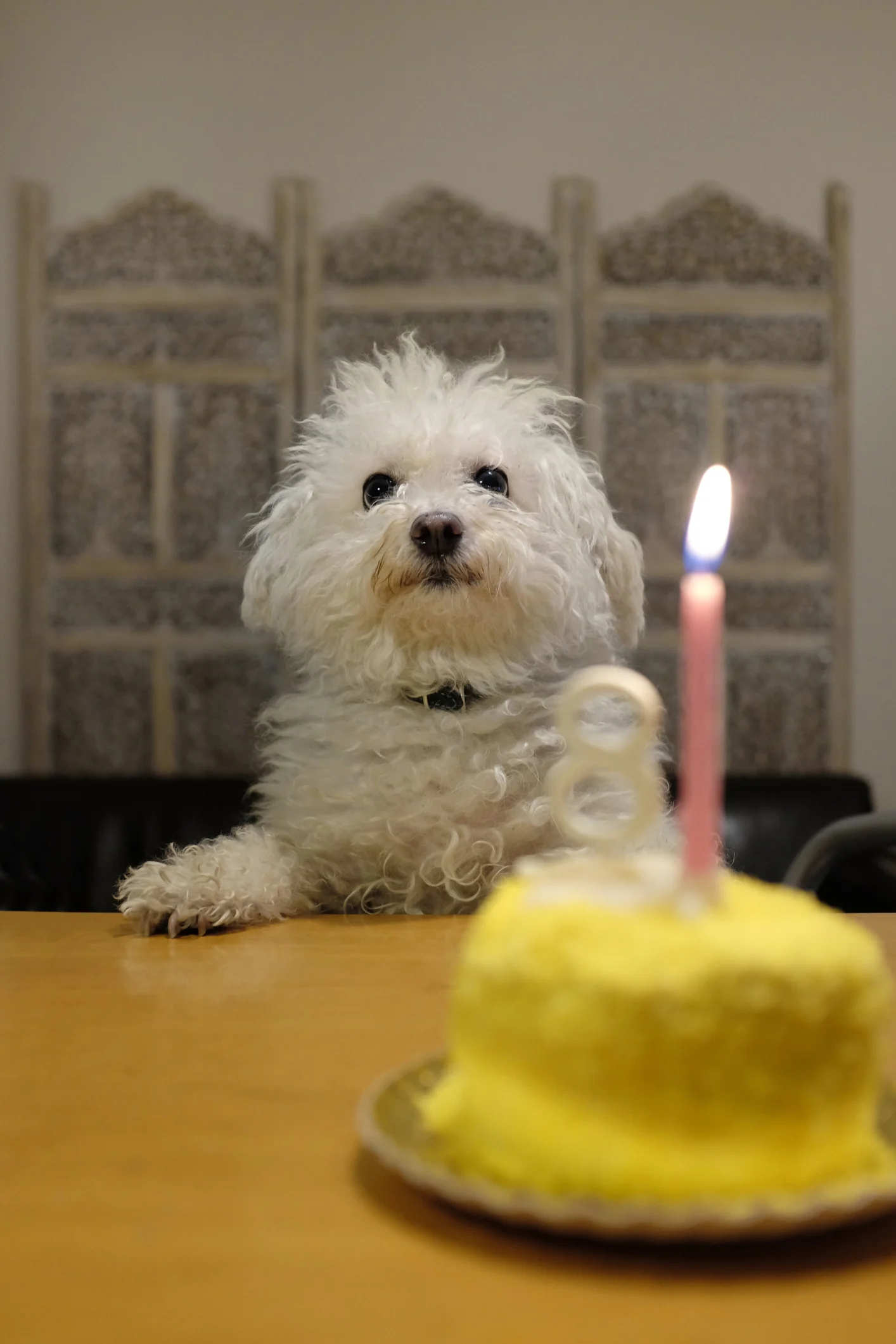 Dogs can't remember generosity, so treats won't make them like you