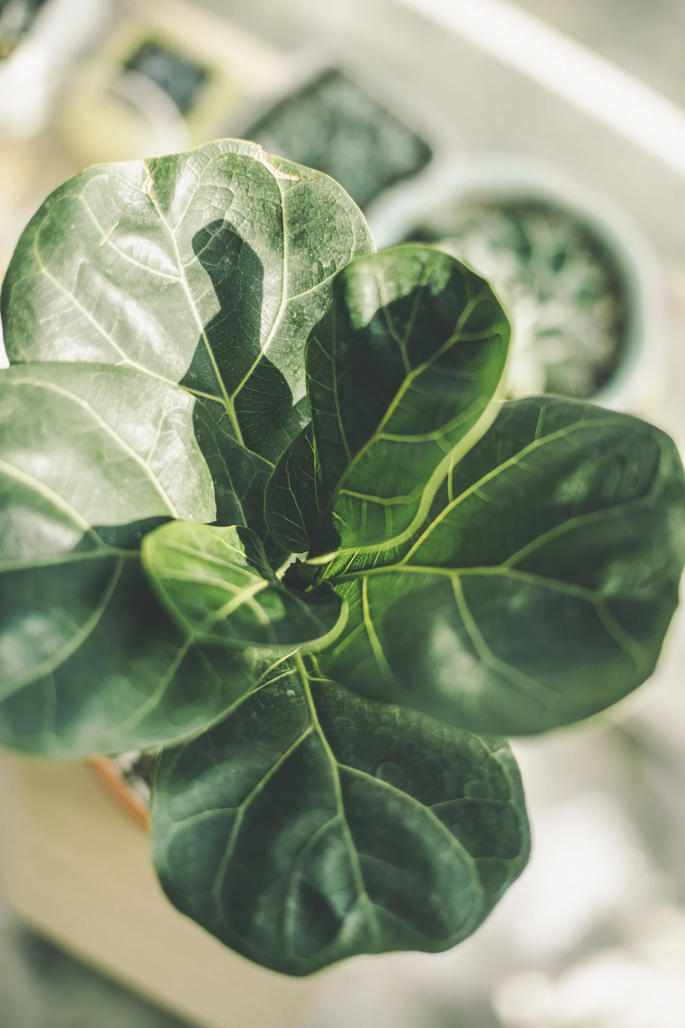 Indoor gardening expert James Wong shares DIY hanging garden