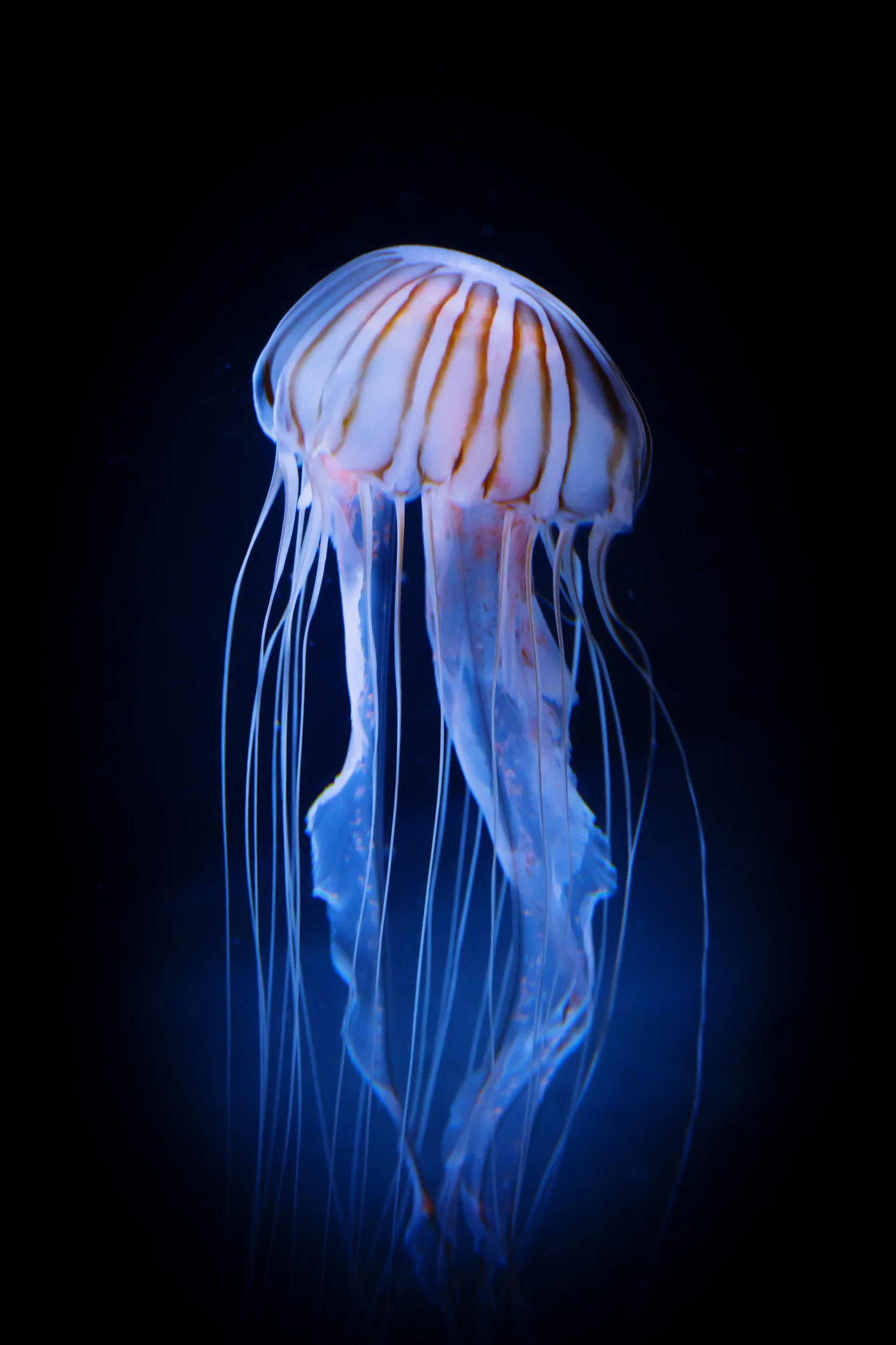 Las medusas atesoran claves del sistema nervioso más ancestral