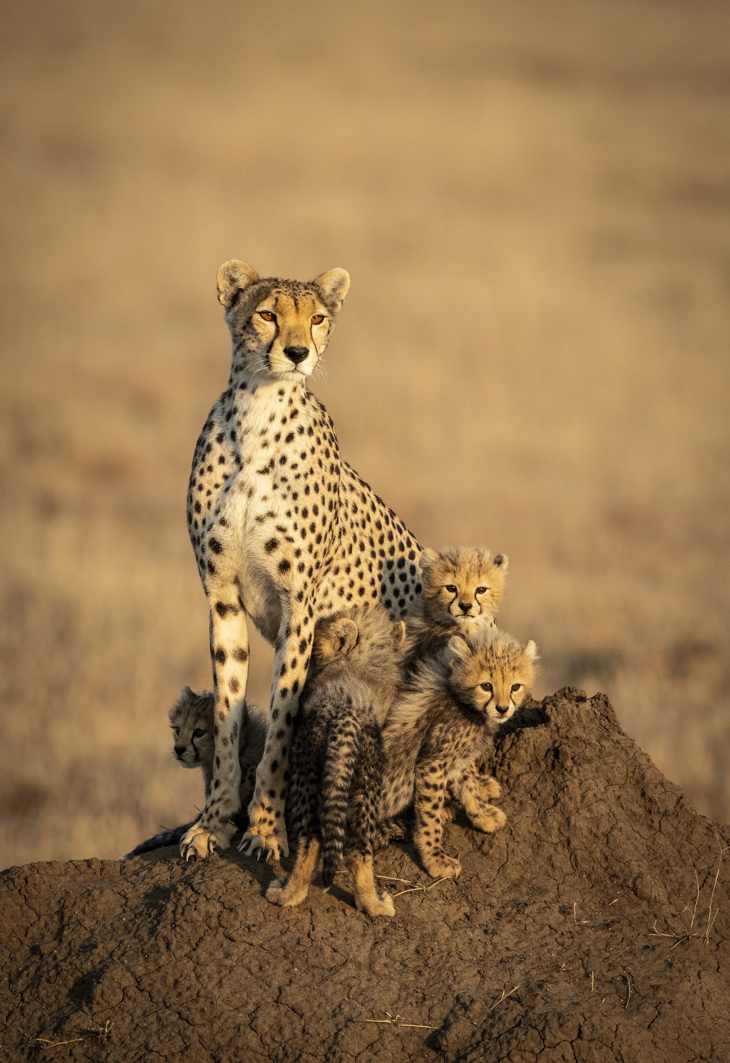 Safari en Tanzania para compartir la vida y conectar con los masai