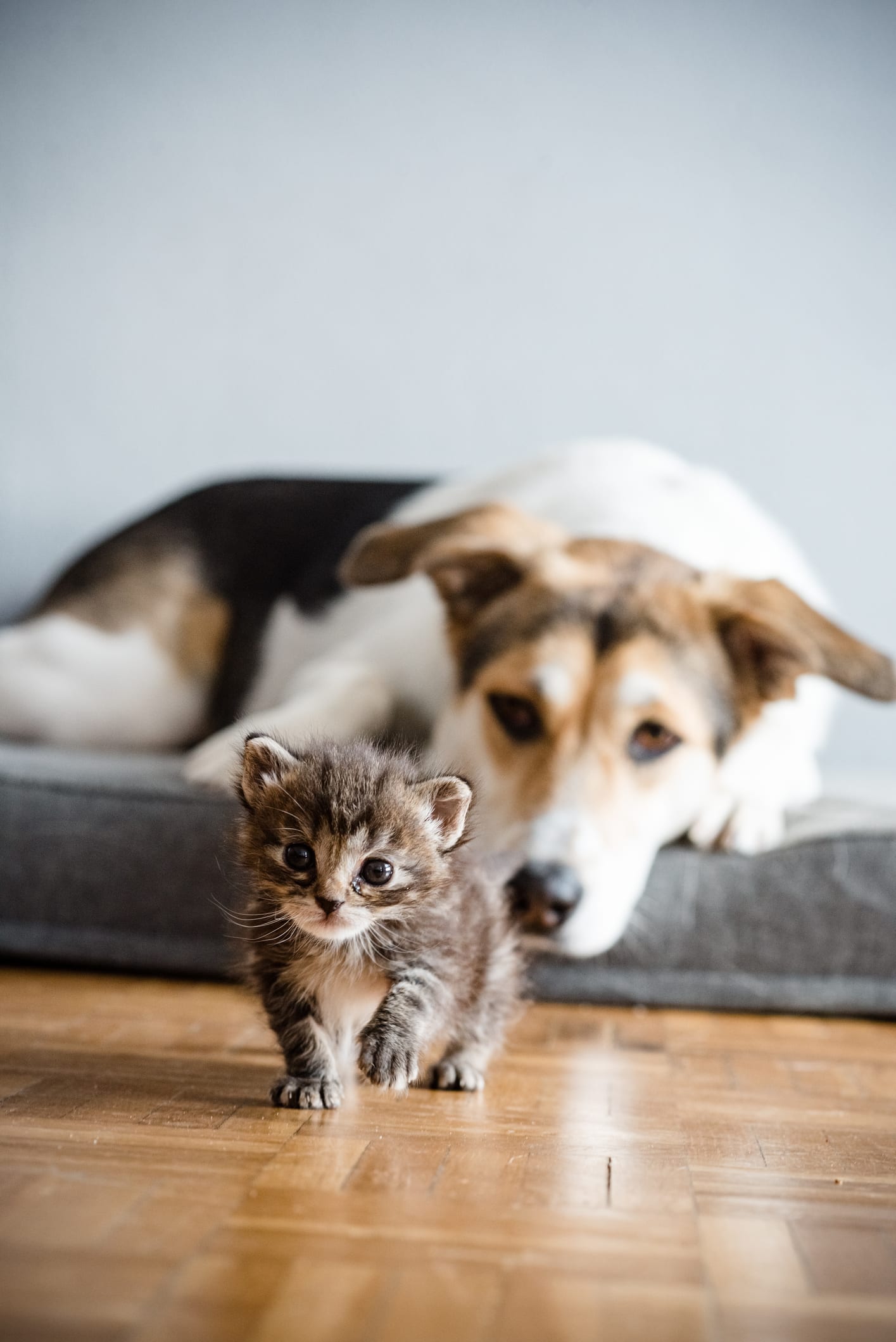 猫が朝早くに飼い主を起こしにくる理由 対処法は|獣医師が解説