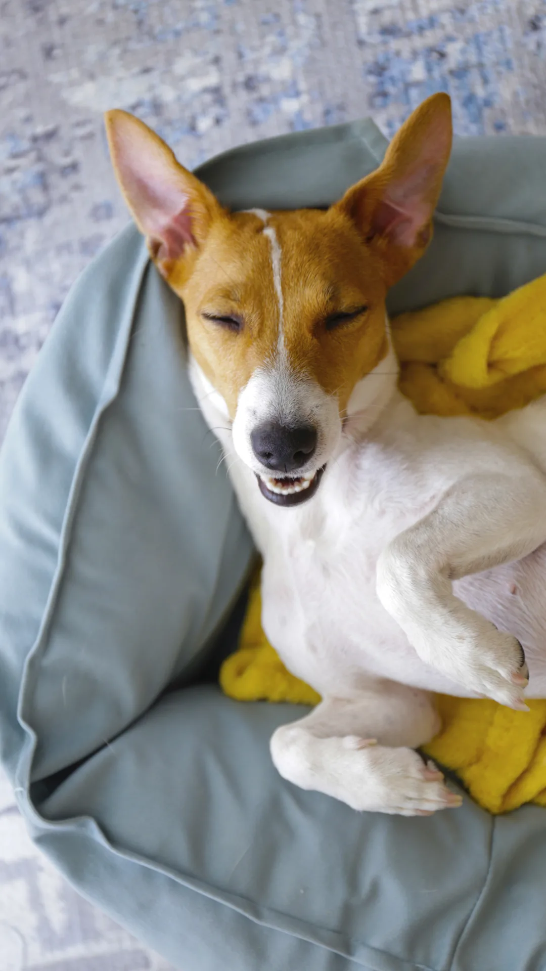 Estas son las duras consecuencias de que tu perro duerma en la cama