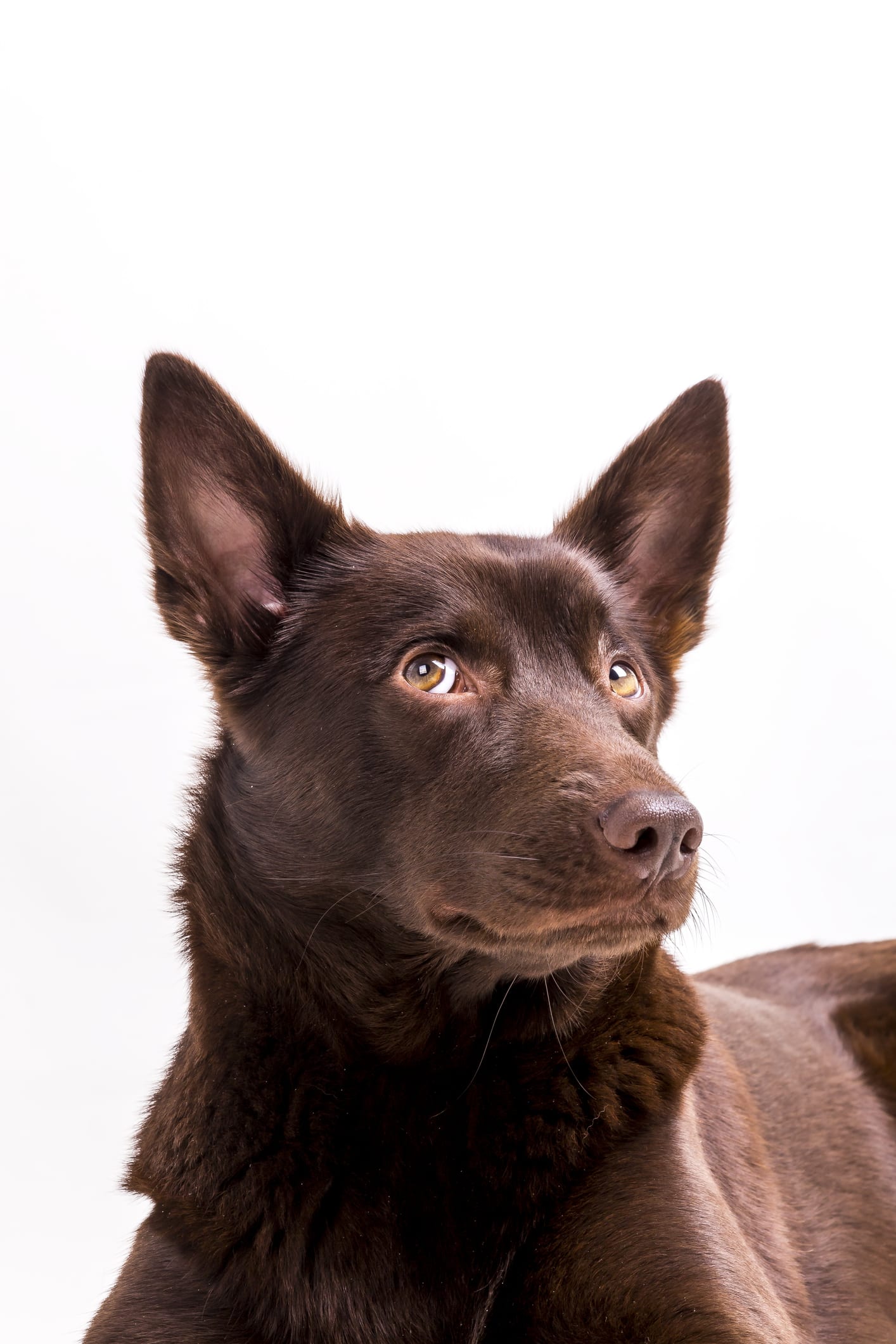 Estas son las 3 razas de perros más raras del mundo