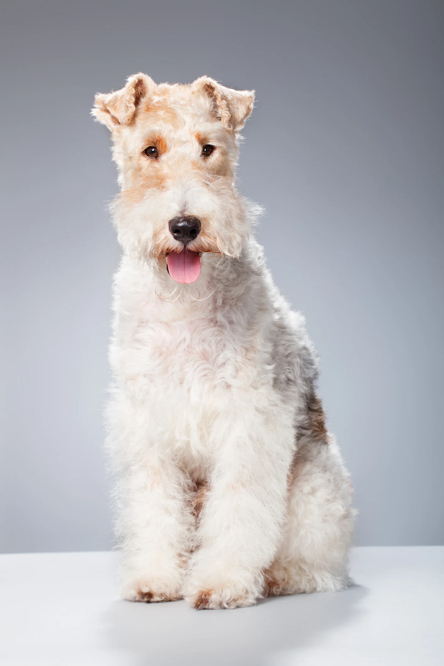 Lista de razas de perros más famosas