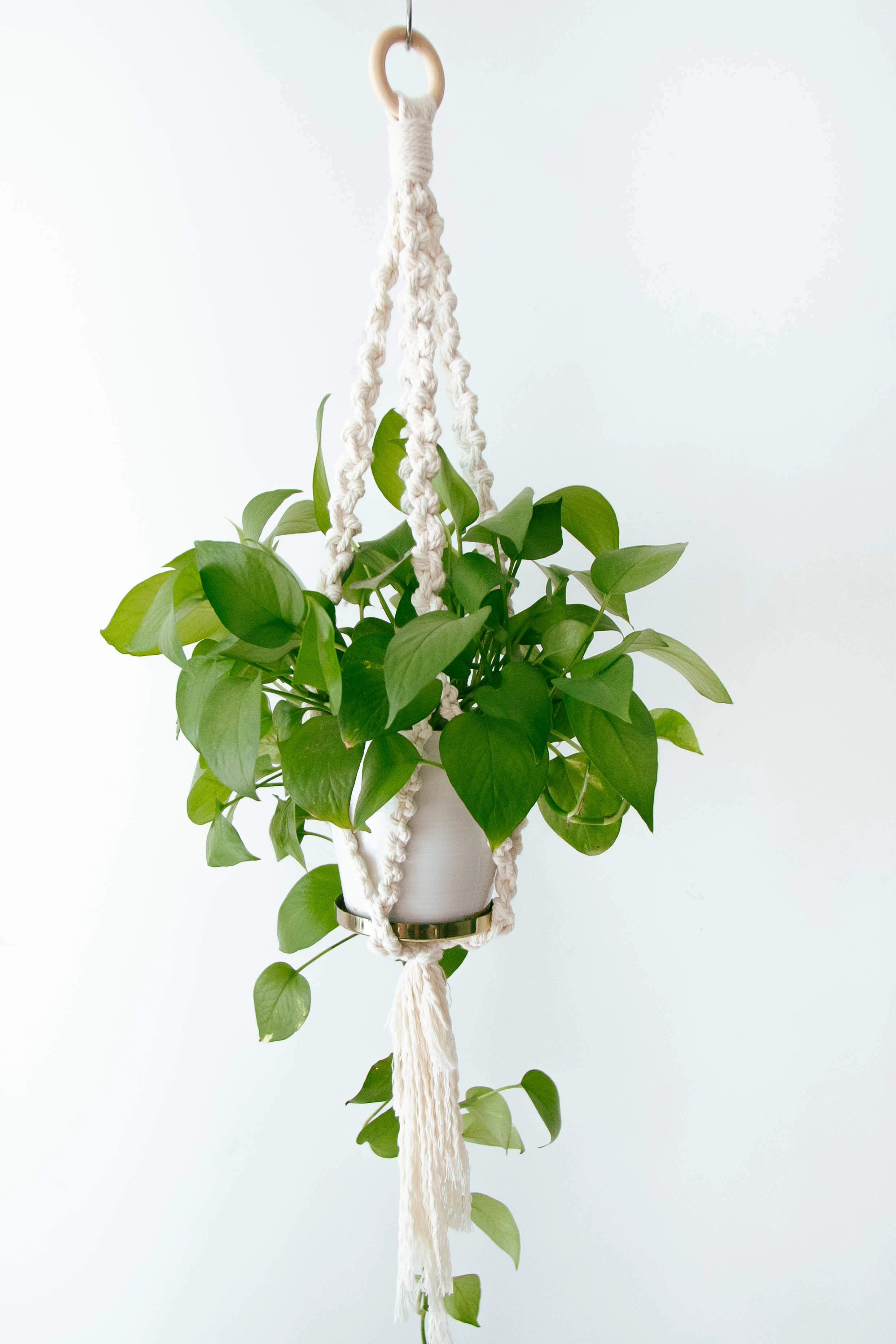 Why are people obsessing over indoor plants as though they were actual human beings?