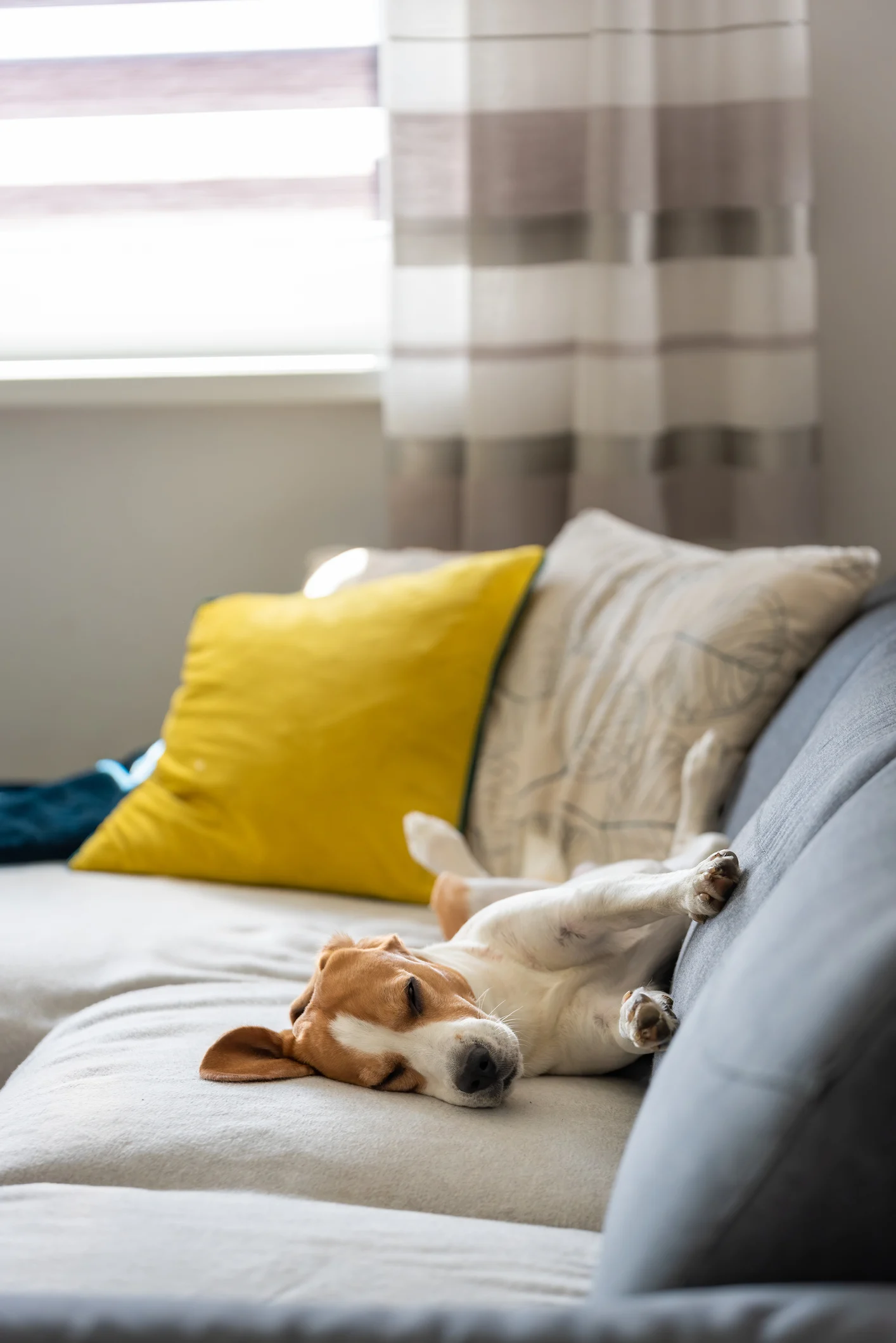 Guia de Raças: Beagle, uma das raças mais dóceis do mundo