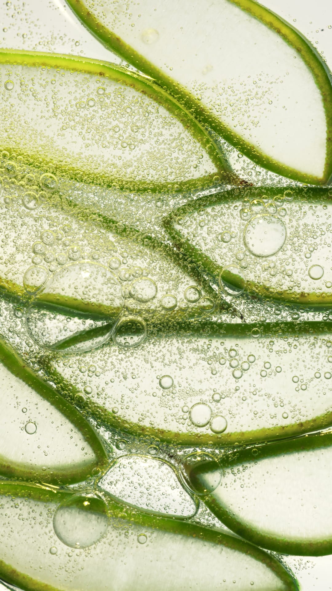 Aloe vera, un enraizante natural para que los esquejes sean un éxito