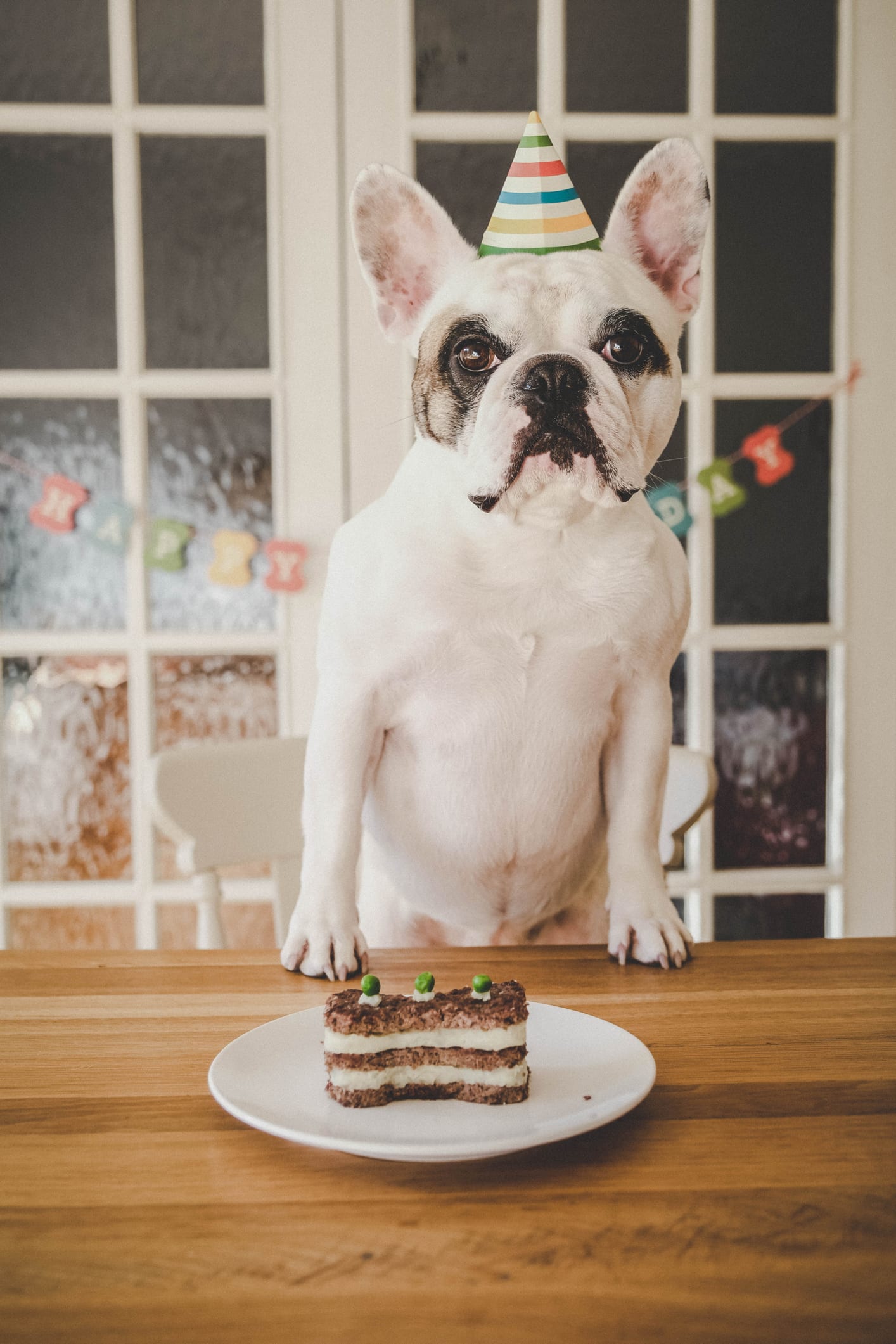 Flat-faced dogs could have three times shorter lives than other breeds