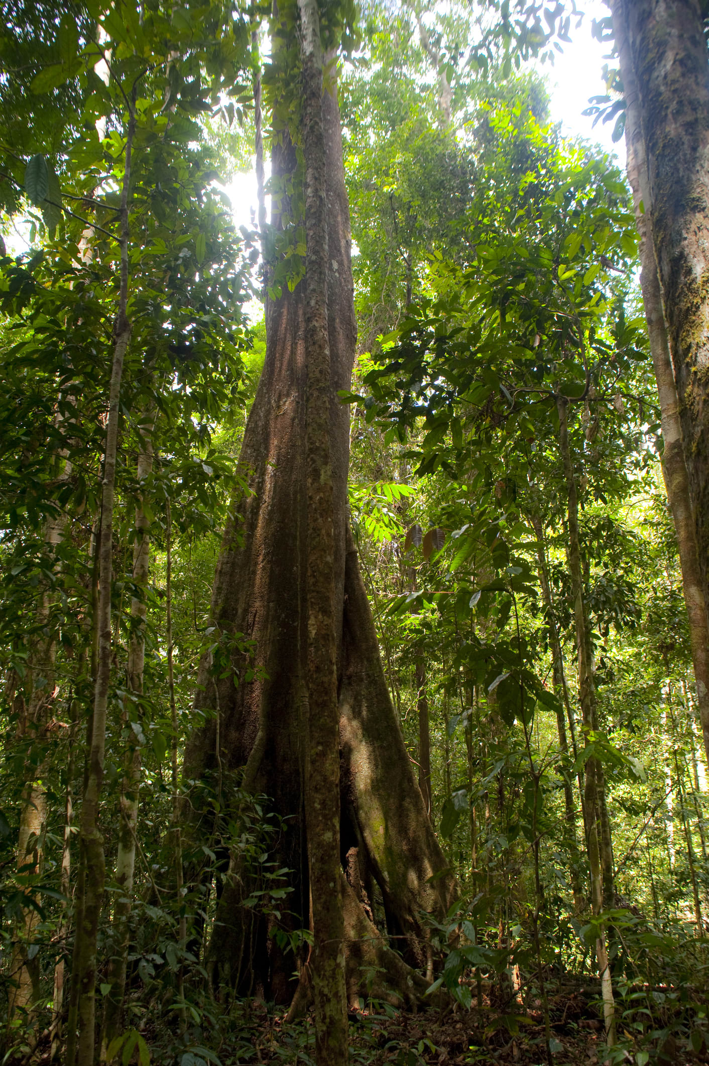 Hemos hallado bosques en Borneo que llevan cuatro millones de años existiendo sin inmutarse