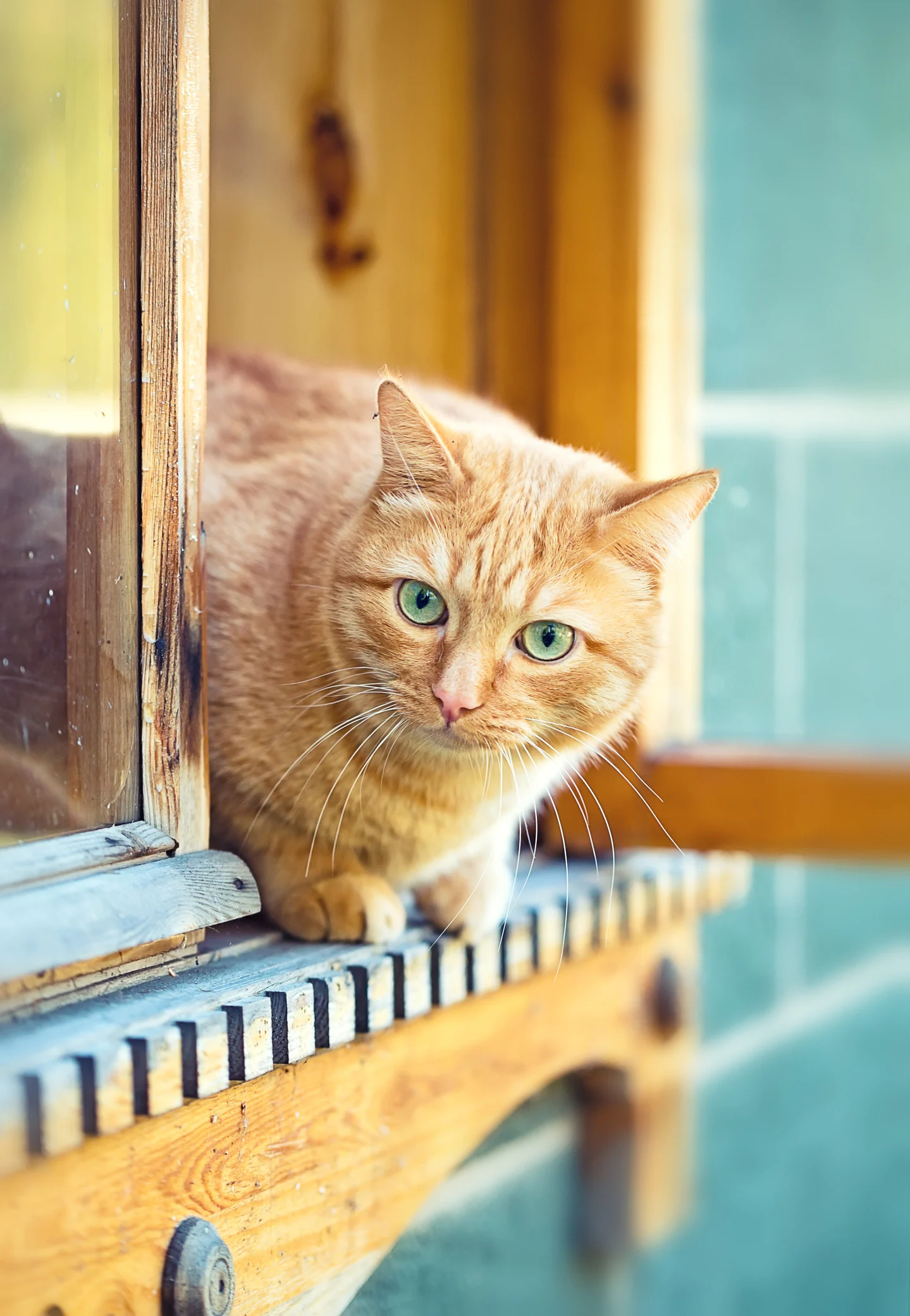 Veja cinco sinais de que quem manda em casa é o gato