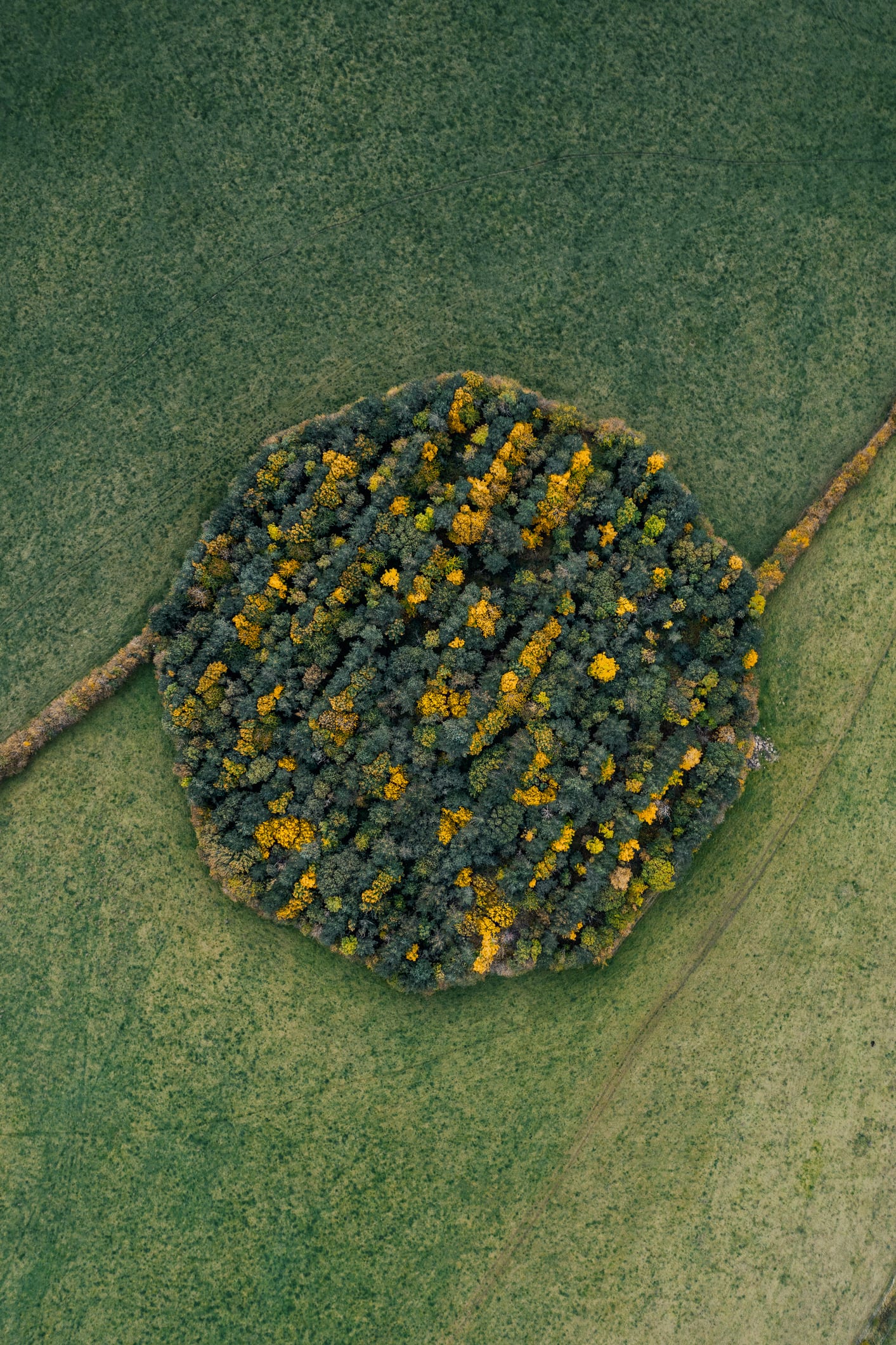 La marcia verde della Cina per le emissioni zero: una foresta grande come il Belgio