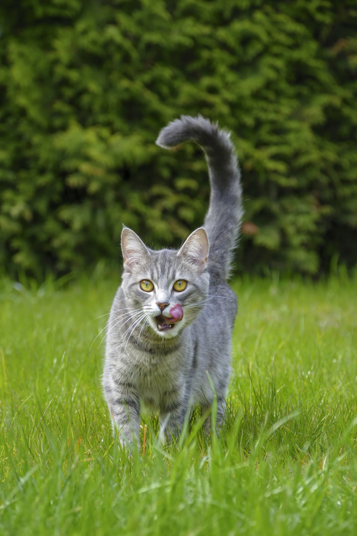 มากันทั้งเกาะ! เจ้าของบ้านปลูกต้นไม้หวังไล่ยุง วันต่อมากลับมีแมวมานอนเกลื่อนเต็มหน้าบ้าน