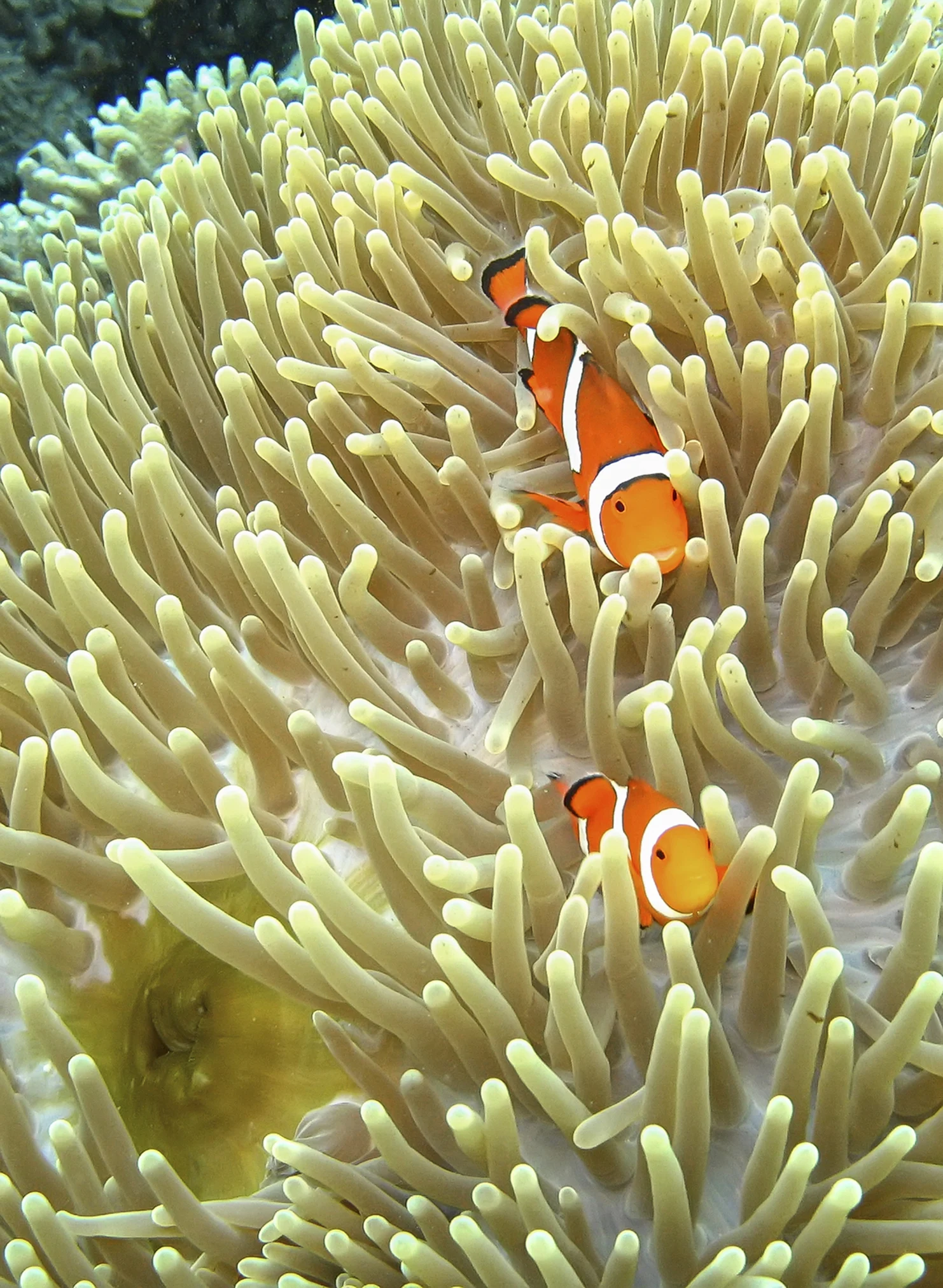 พบแนวปะการังมหึมาสภาพสมบูรณ์ใกล้ตาฮิติ