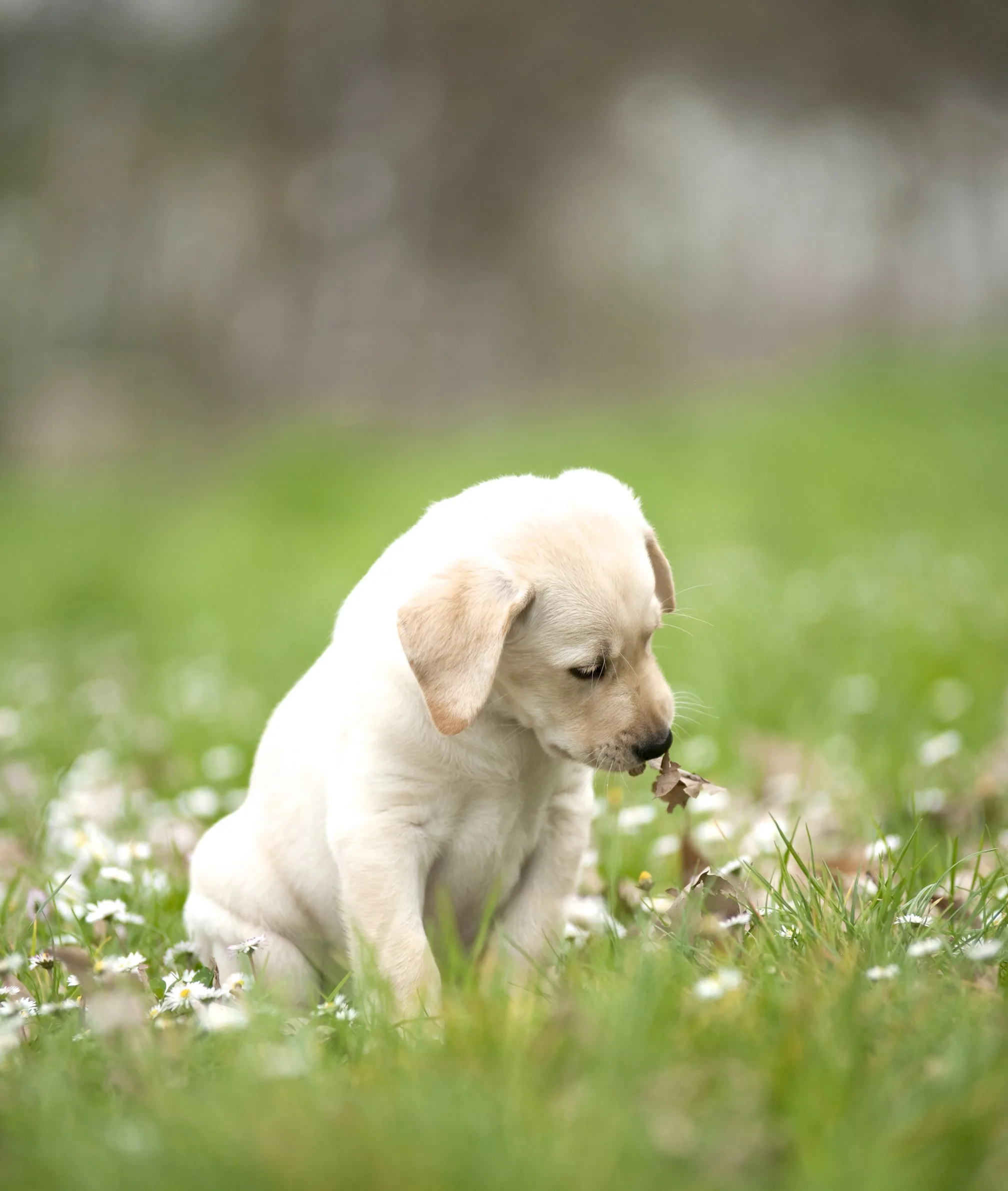 Expert dog safety tips as UK pup theft rate highest in seven years