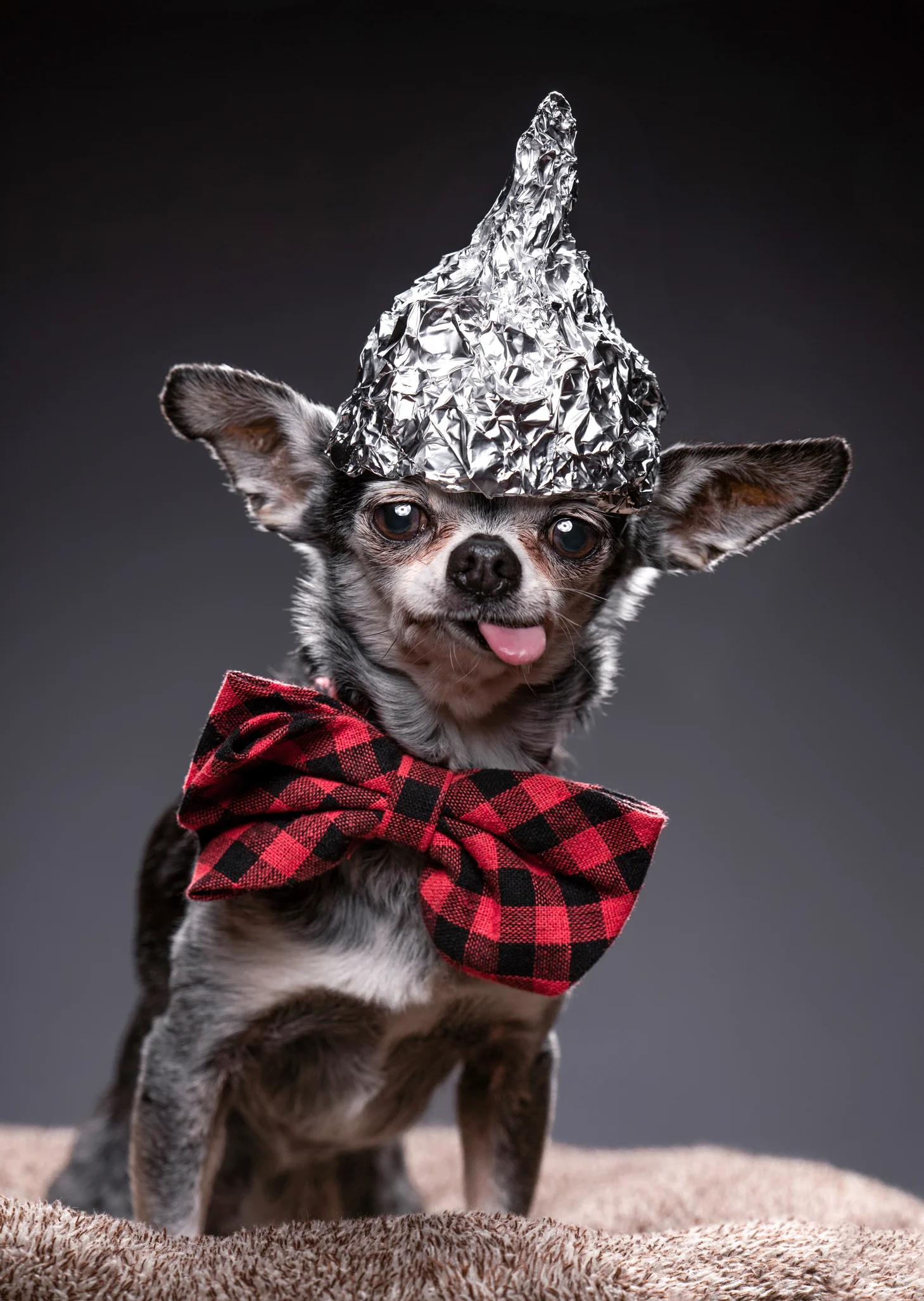 Lomitos: Las 10 razas de perros más raras del mundo