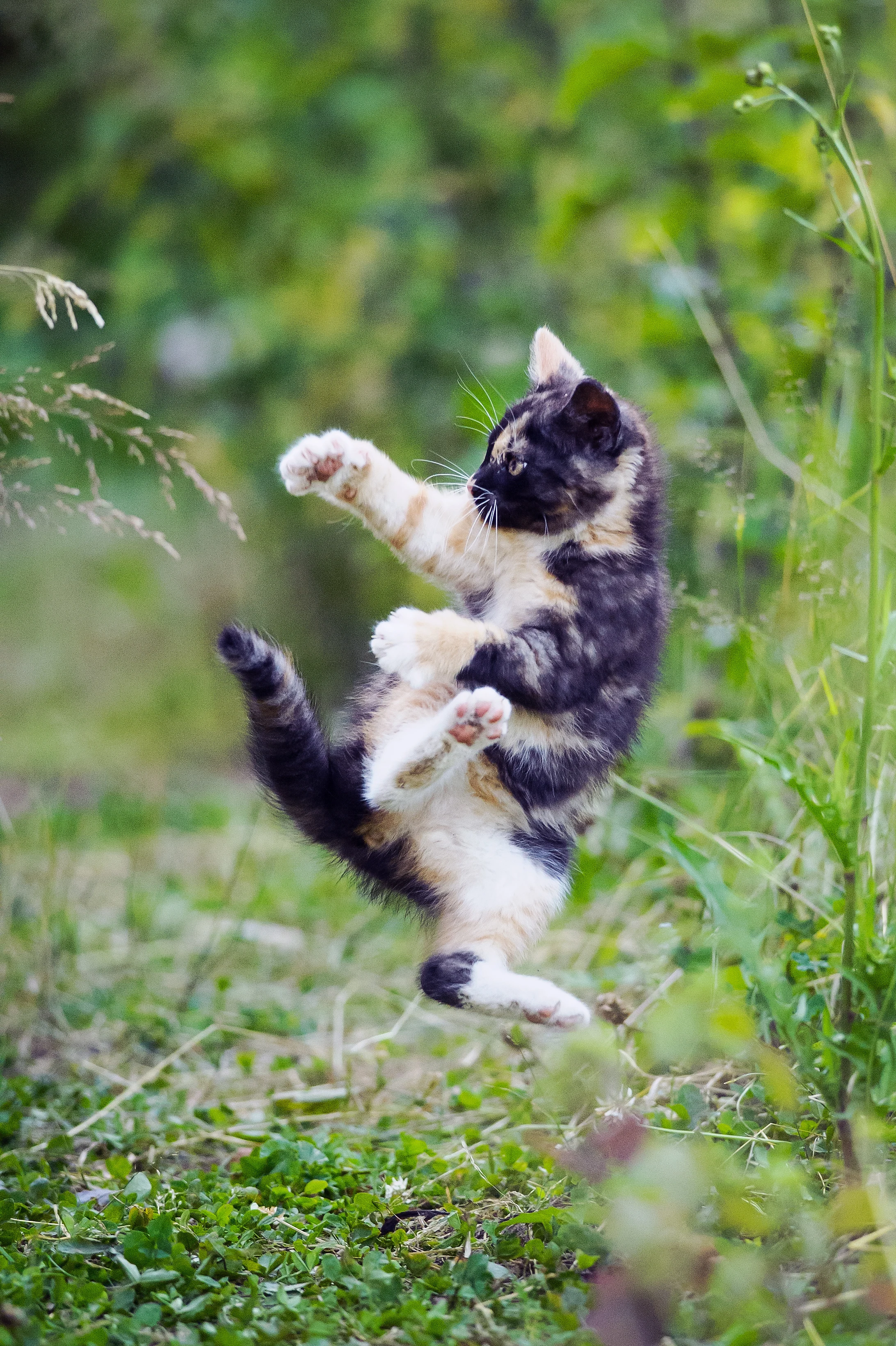 Voilà pourquoi votre chat a souvent des coups de folie