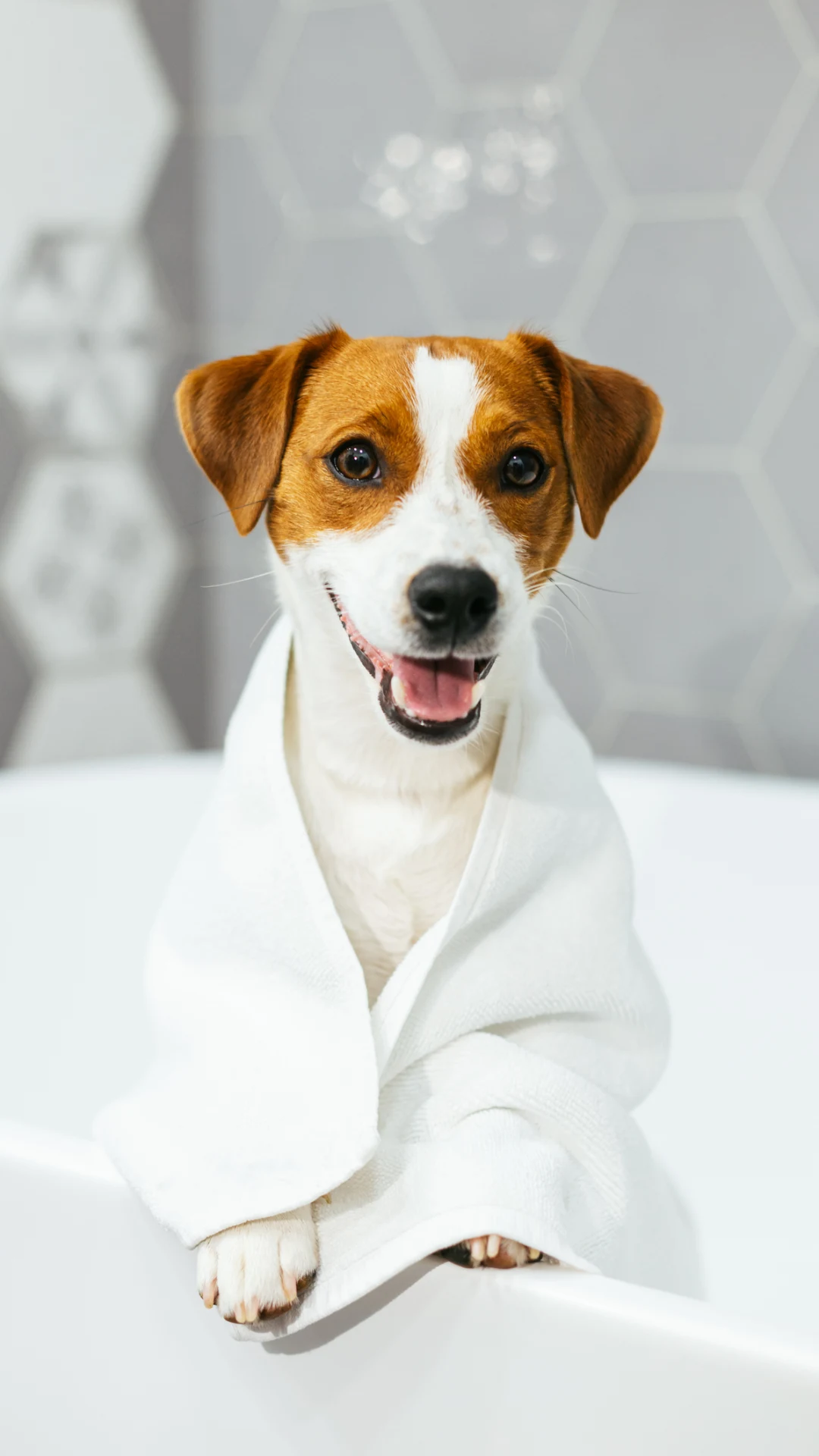 Toma nota, increíble receta para desenredar el pelo de tus perros