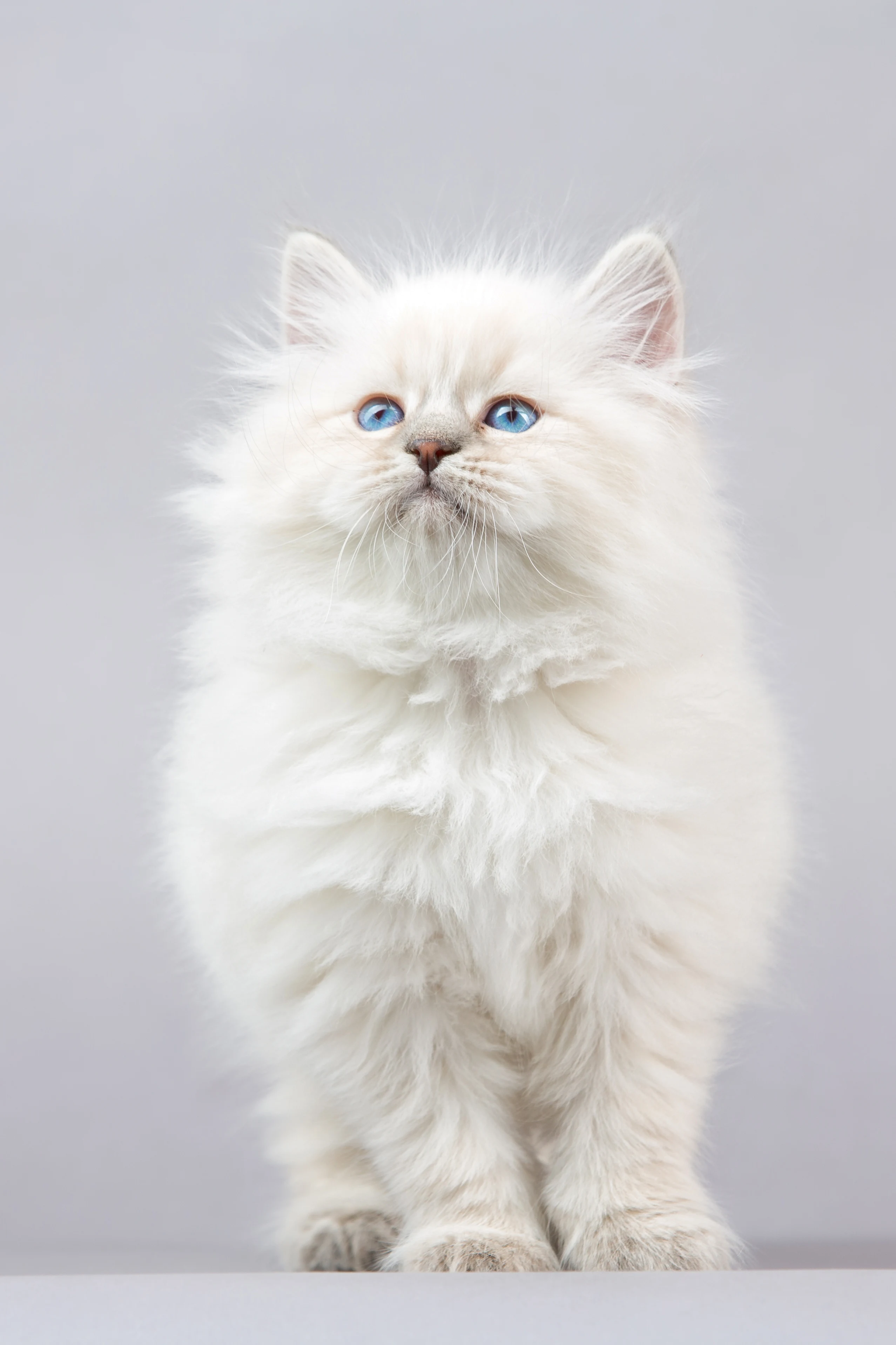¿Tu gato necesita perder peso? Consejos para animarle a moverse y hacer ejercicio