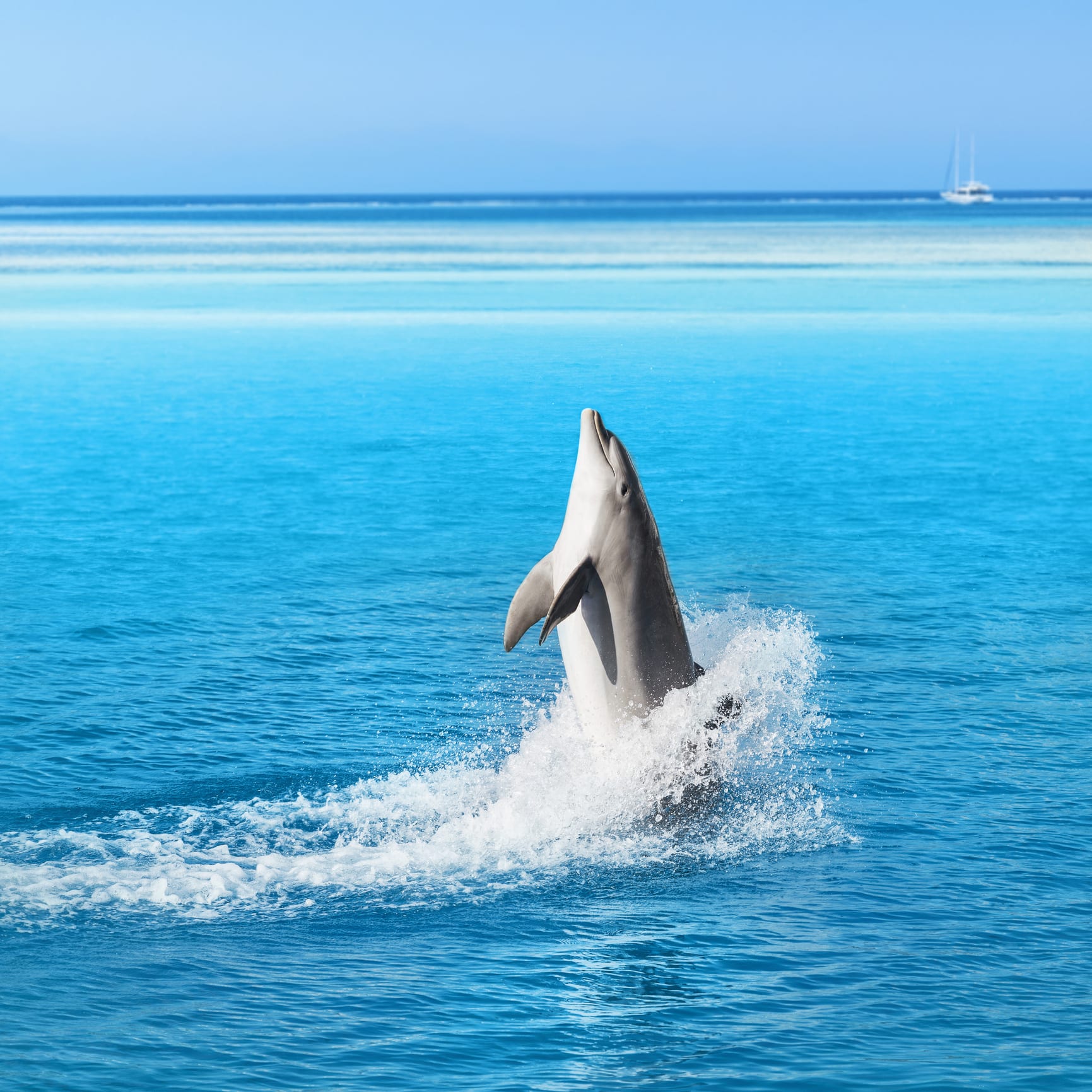 Dolphins so cultured they even enjoy listening to Beethoven and Bach