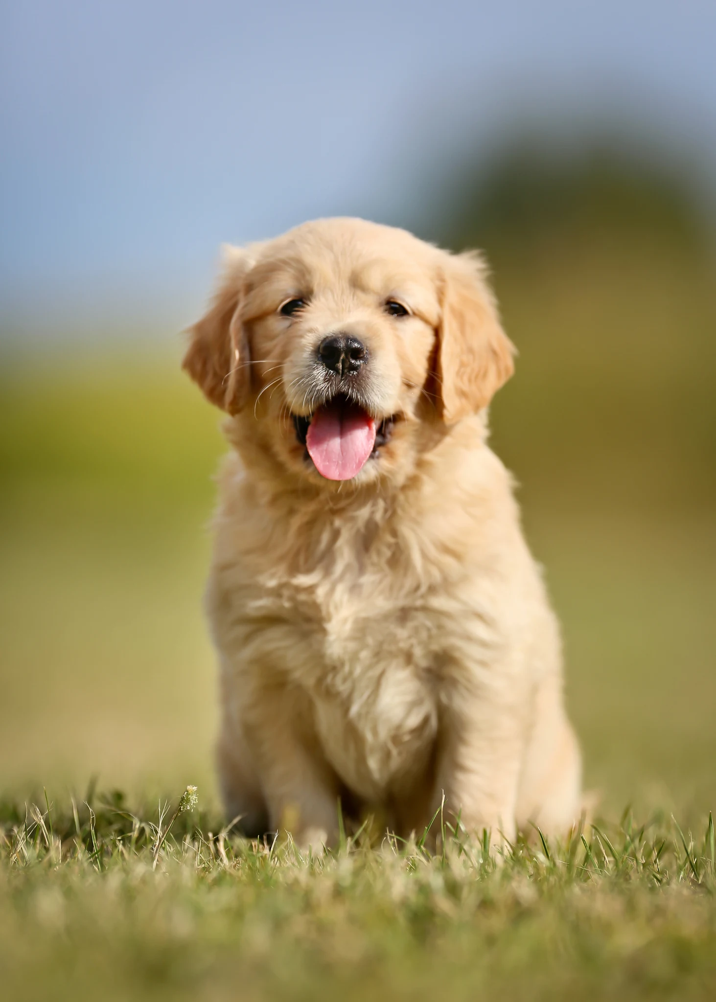 6 races de chiens les plus intelligentes