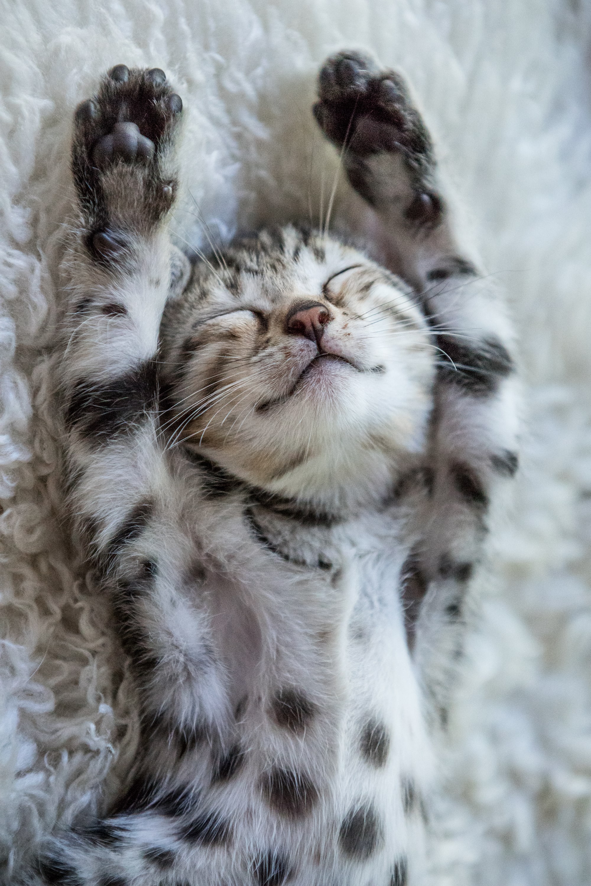O que você precisa saber para manter o bem-estar do seu gato