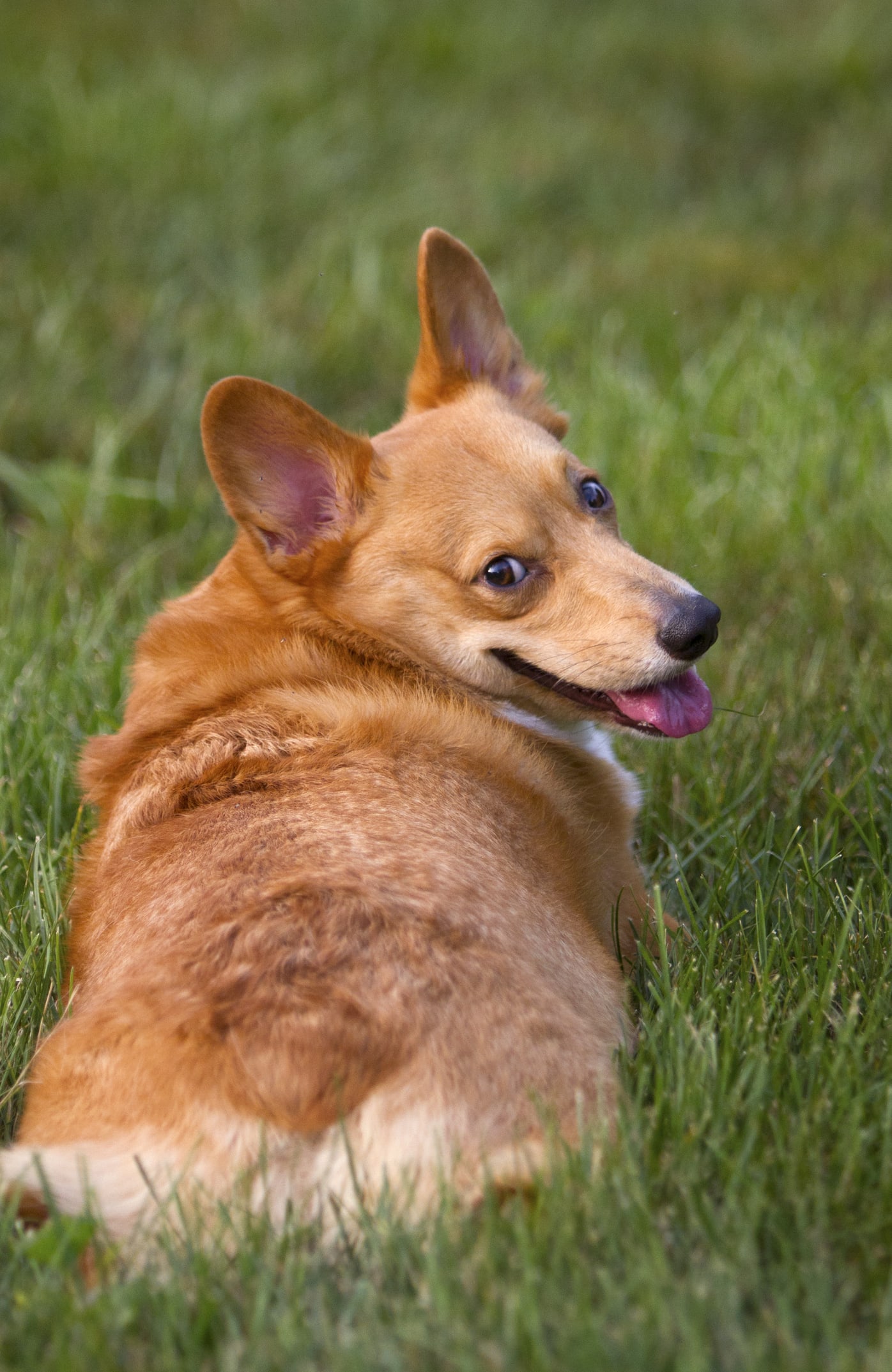 Perché l’essere umano ha il sedere più grande del Regno Animale