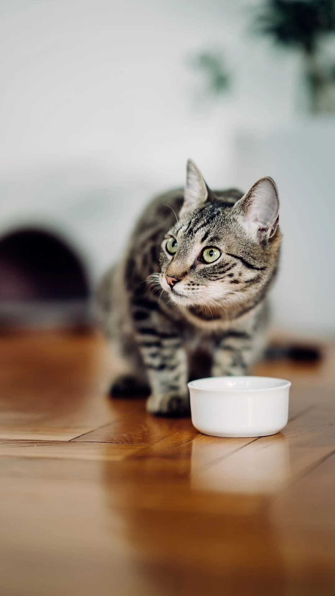 The surprising reason your cat brings home dead birds and more feline facts