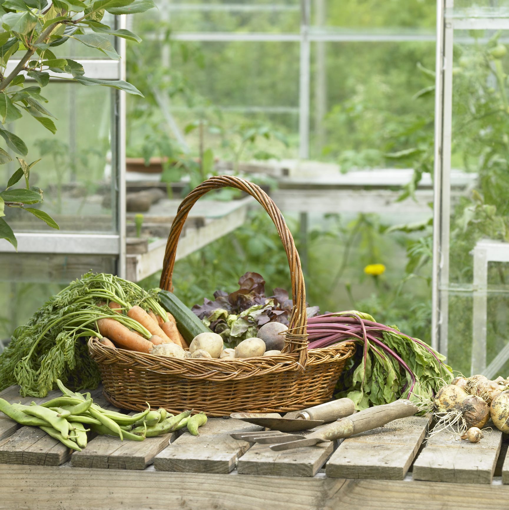 ما كمية الخضروات والفواكه الضرورية للجسم يومياً؟