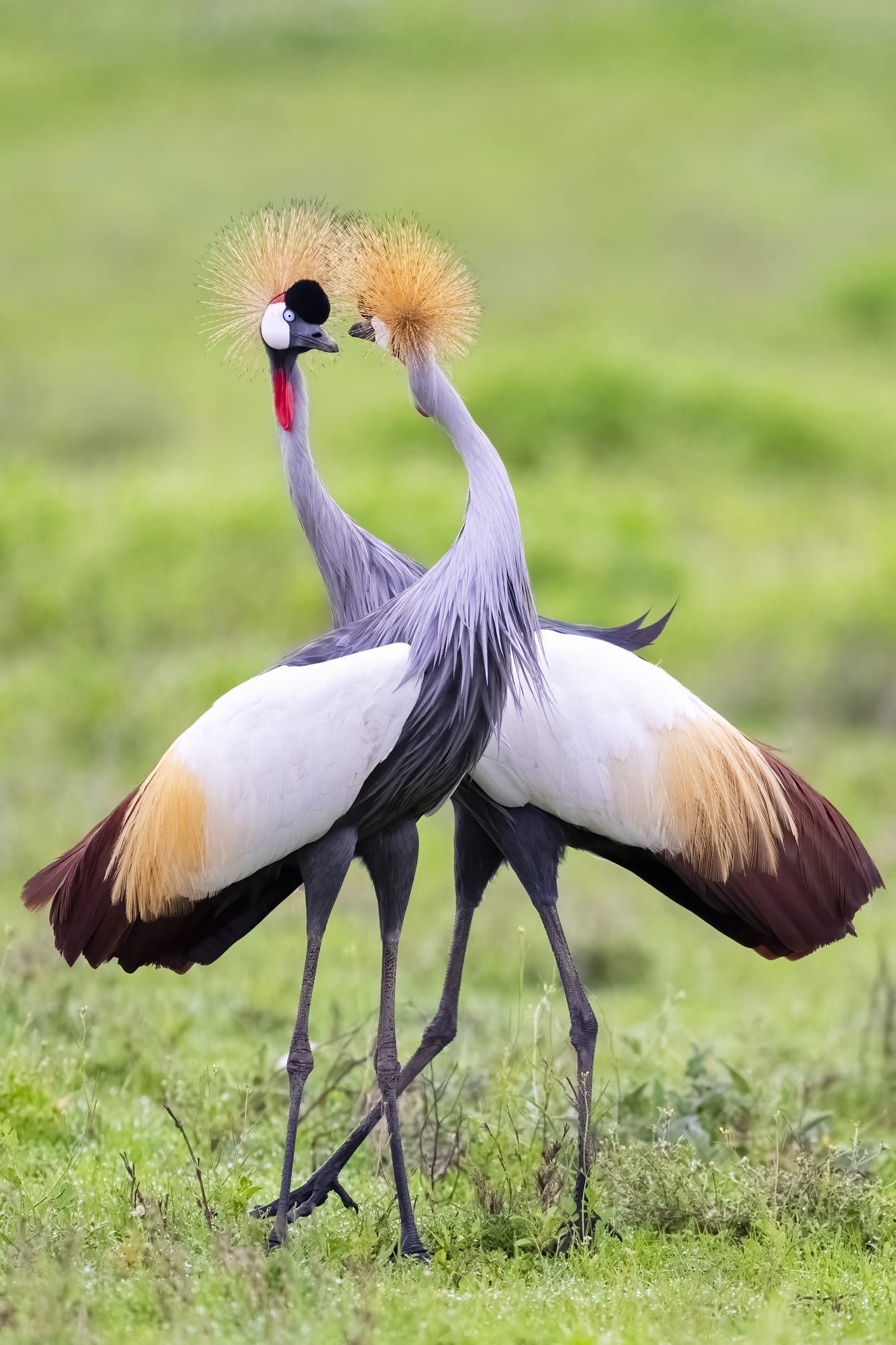 How being too empathetic can hurt your mental health